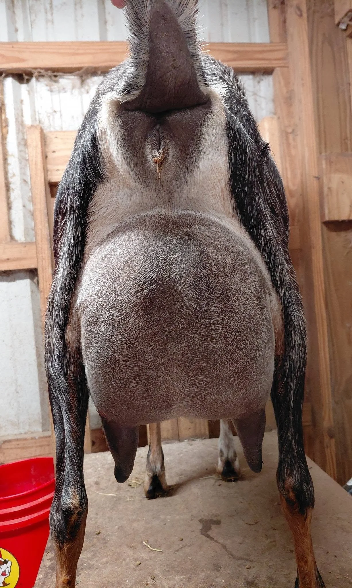 Full sister, Electra