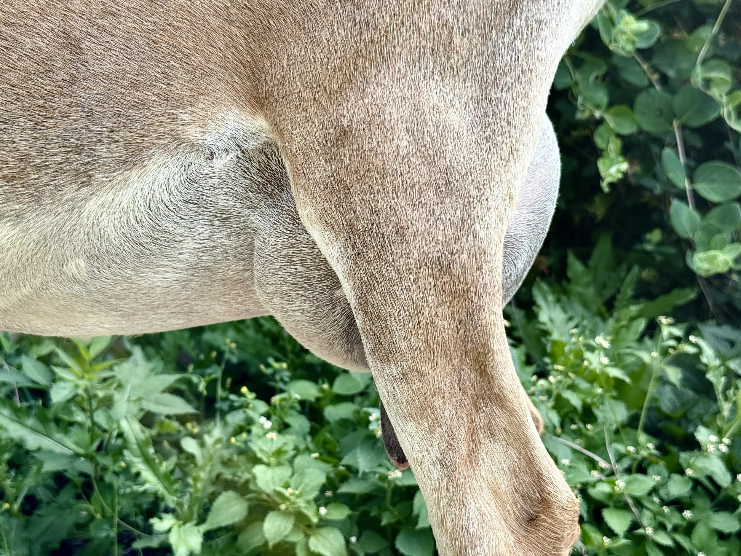 Luminous, yearling FF