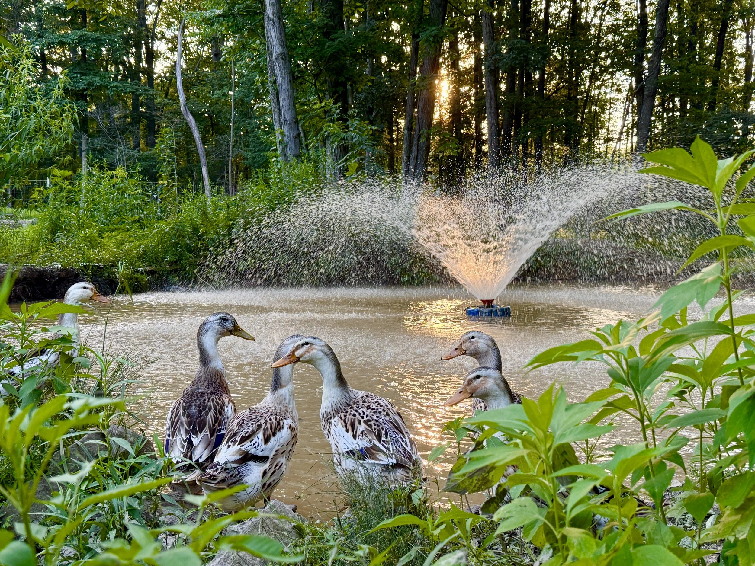 Ducks summer 2025.jpg