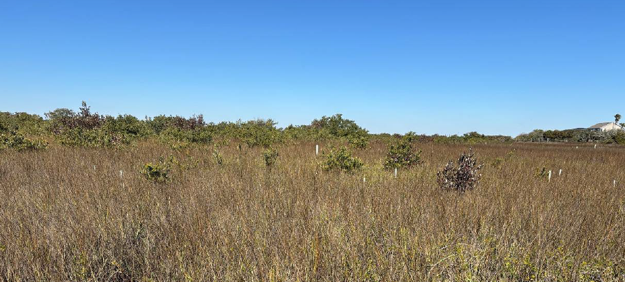 Next Steps in Estuarine Conservation