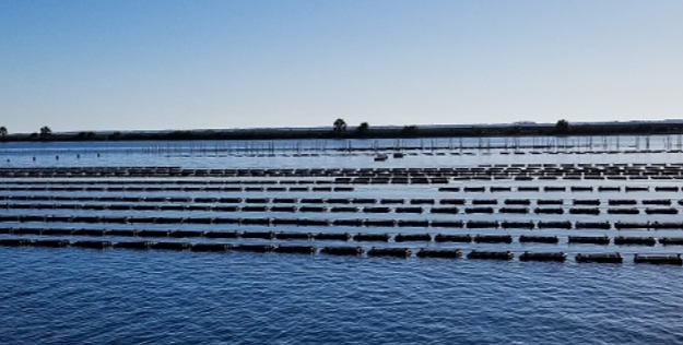 Photo of oyster cages in waterway (from FDACS website)
