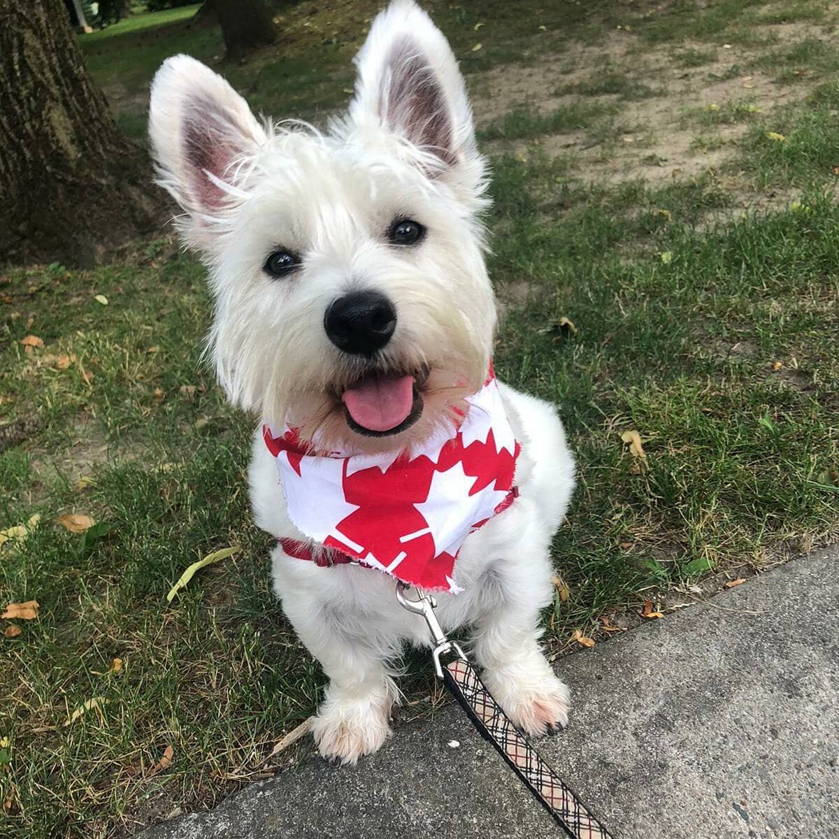 Happy Canada Day from Ghost! 🇨🇦🍁🇨🇦