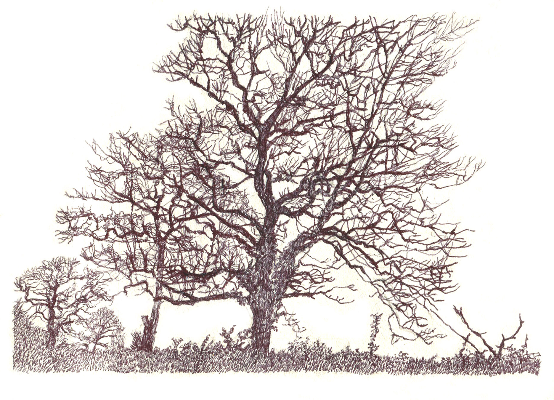Winter Trees