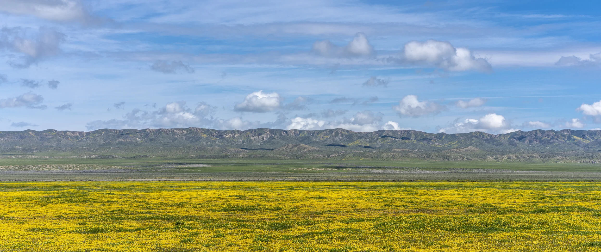 Landscape of a mountain range in the distance with a yellow wildflower field in the foreground and a blue sky with scattered clouds.