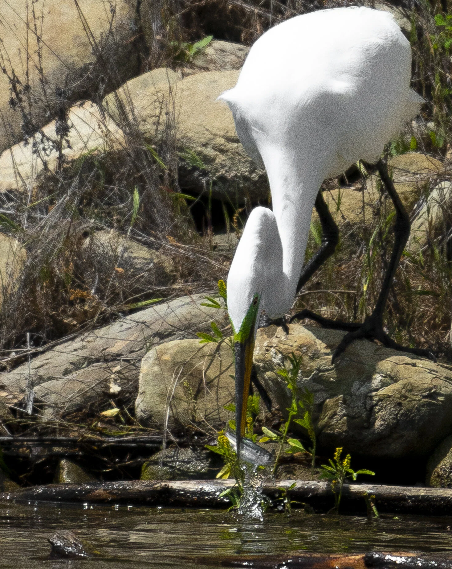A white egret standing in a shallow body of water with rocks, dry grass, and green plants around it.
