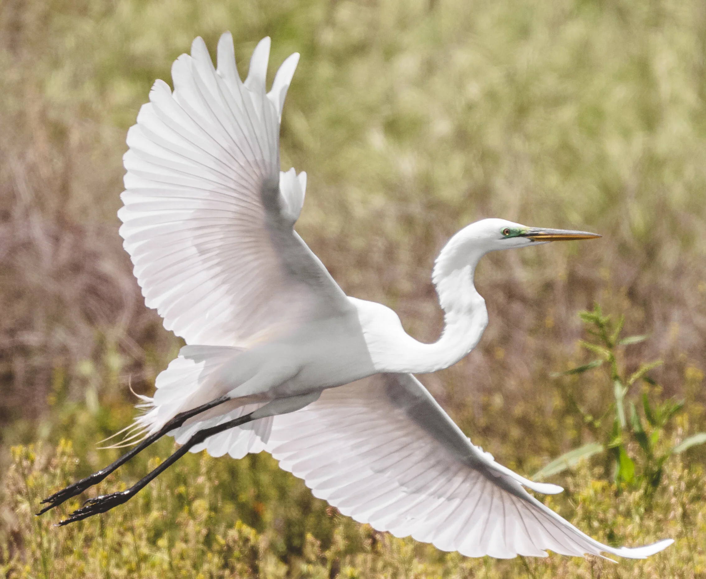 A white heron with its wings extended, standing in a natural grassy environment.