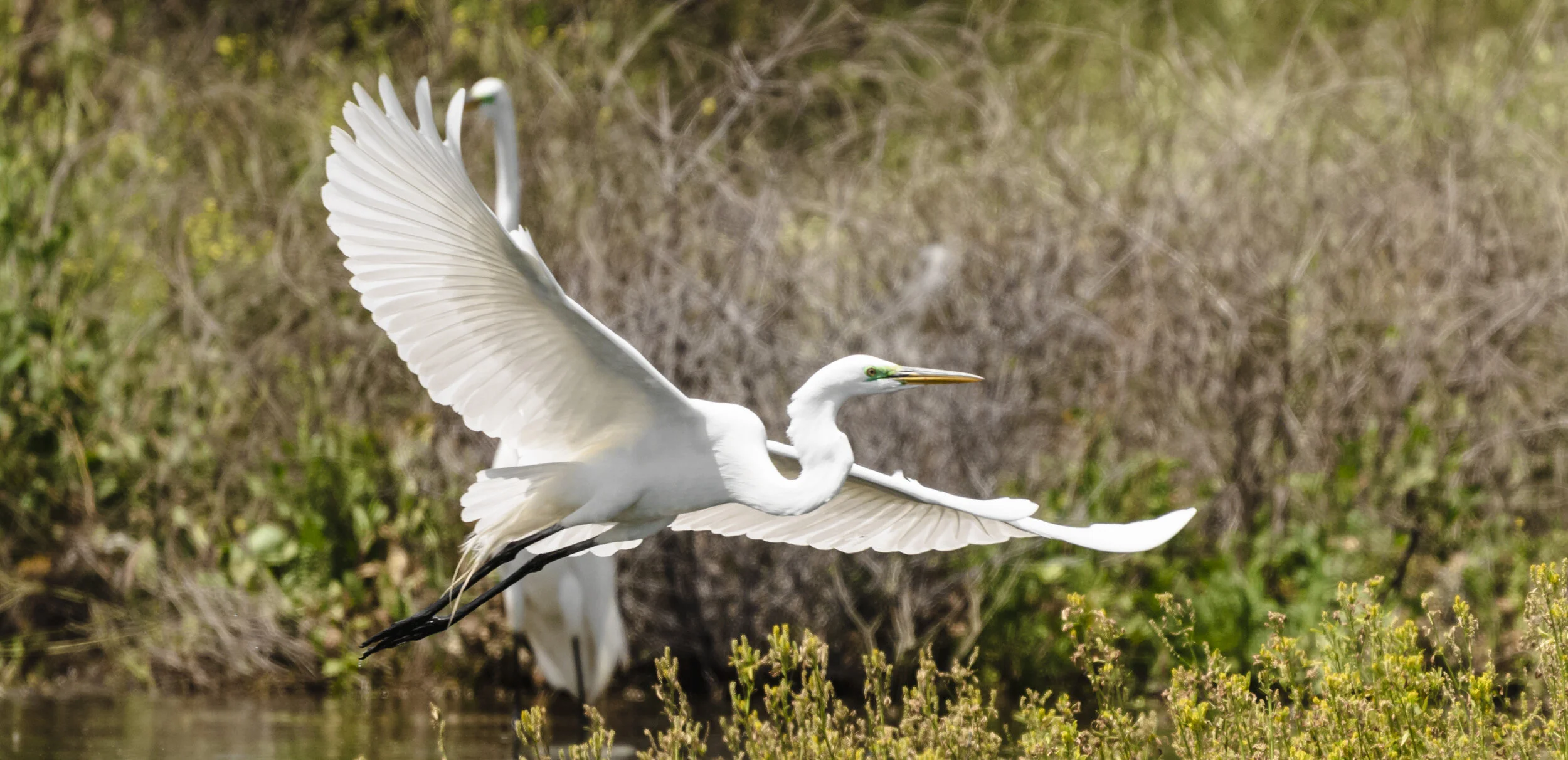 A white heron with outstretched wings flying over a body of water surrounded by bushes and grass.