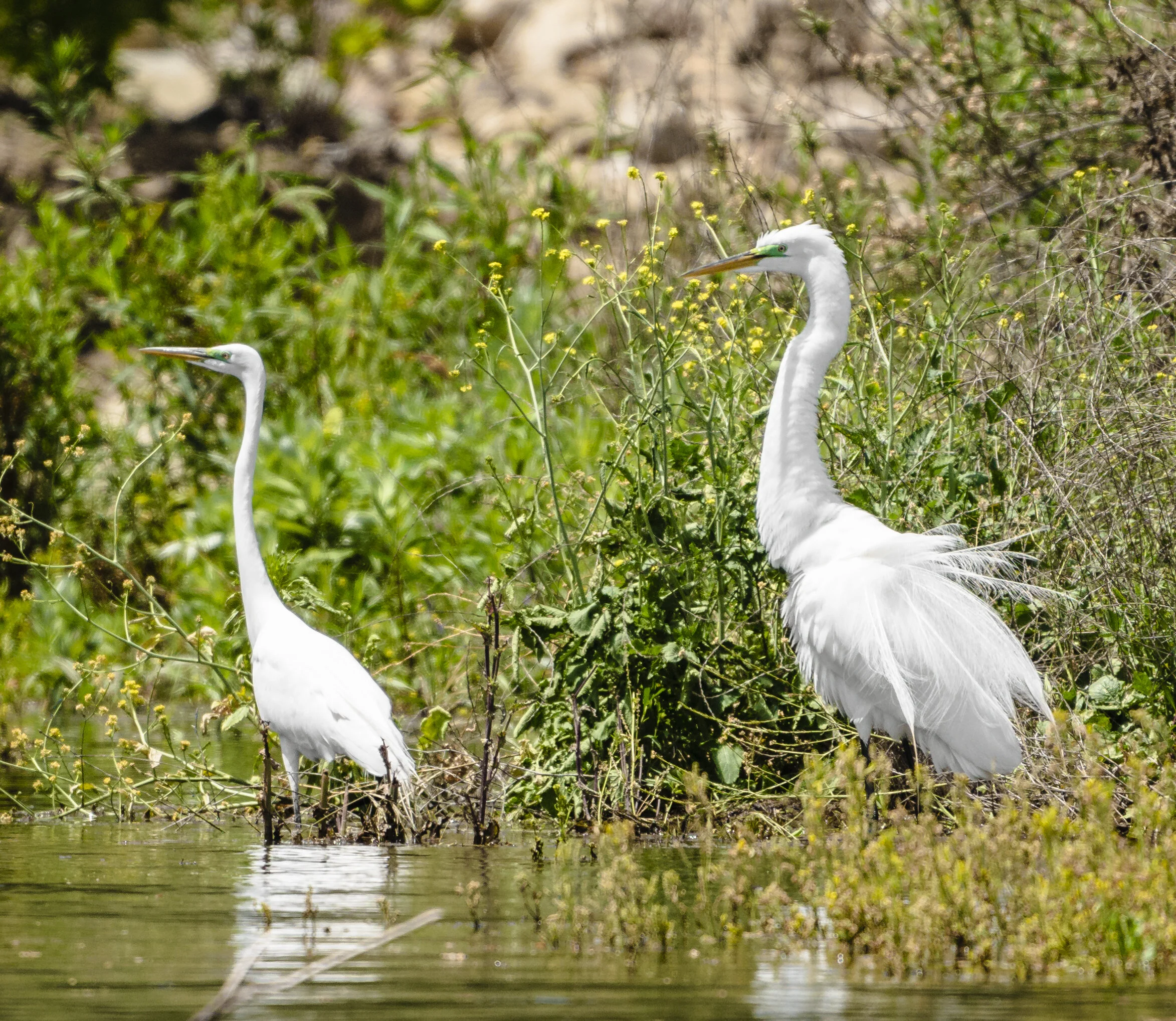 Two great egrets standing in a body of water surrounded by green plants and yellow flowers.