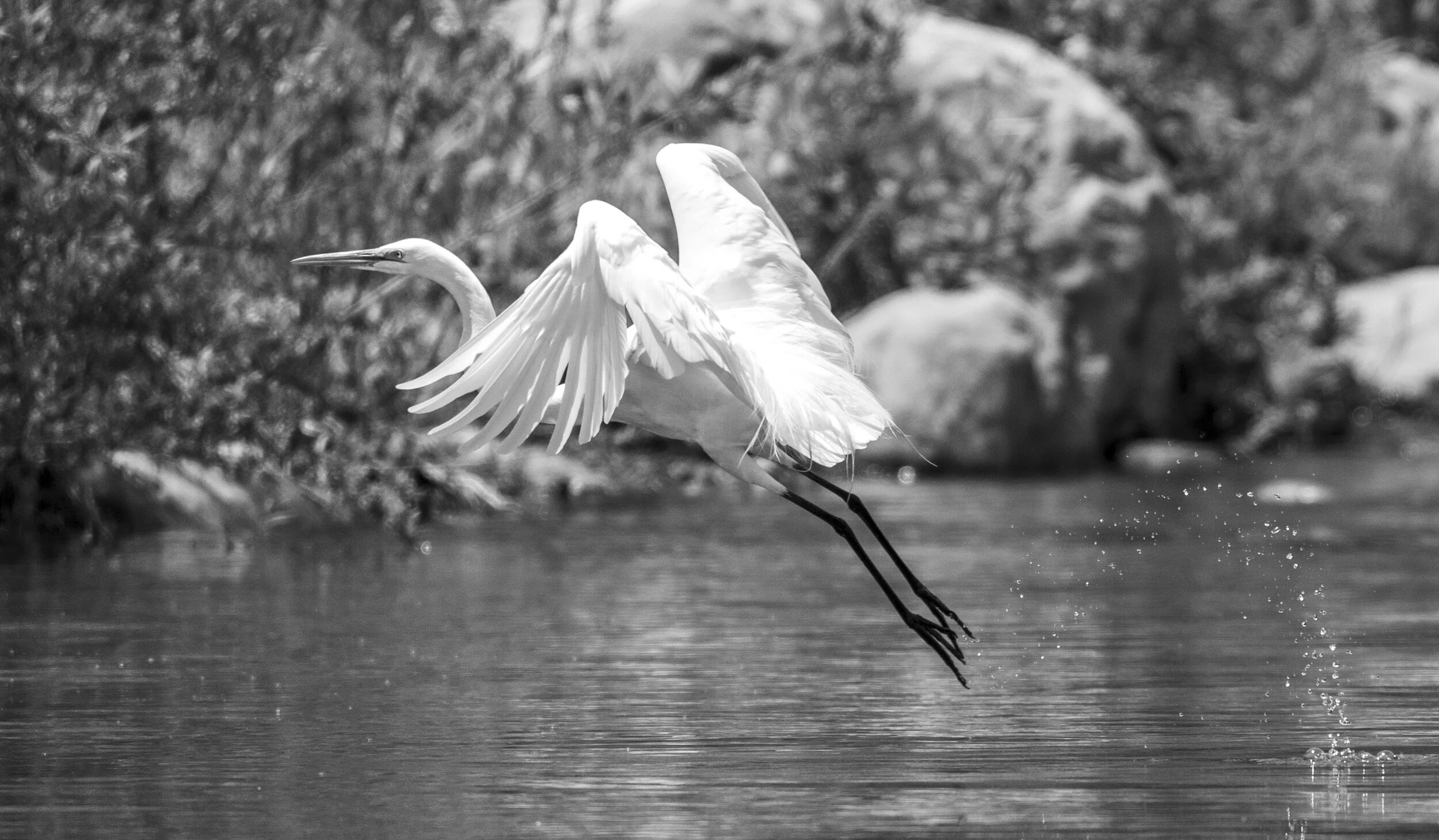A white heron taking off from the water in a natural setting, captured in black and white.