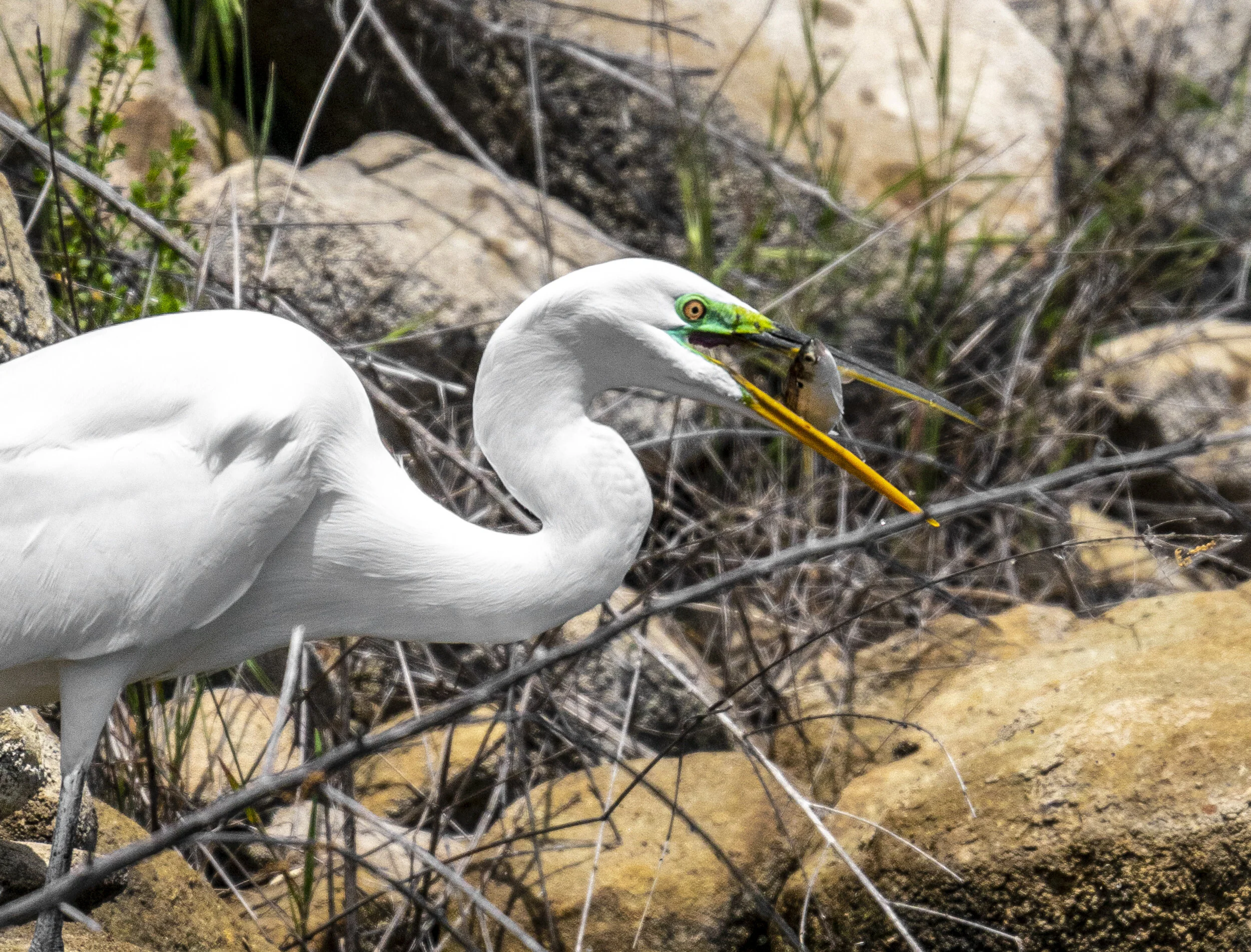 A large white bird, likely a great egret, standing among rocks, dried twigs, and sparse green grass in a natural habitat, with a fish caught in its long yellow beak.
