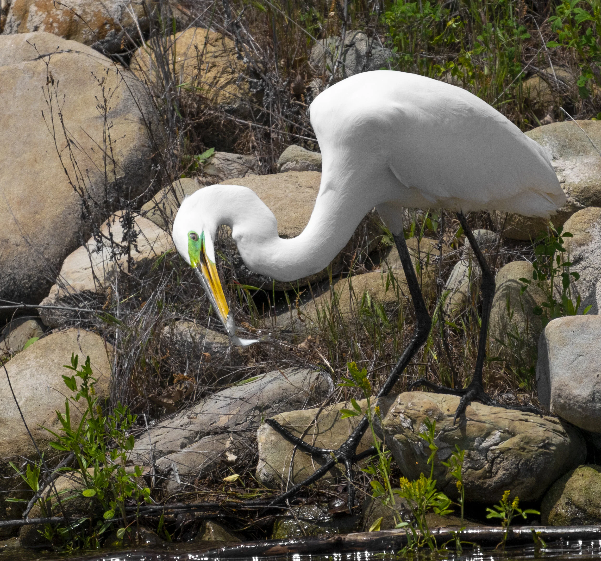 A white egret with a yellow beak and green facial markings standing among rocks and plants near water.