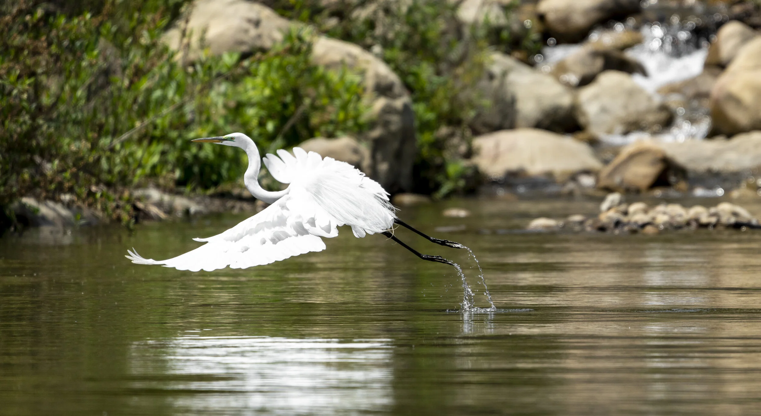 A white egret flying low over a calm river with rocks and green vegetation in the background.