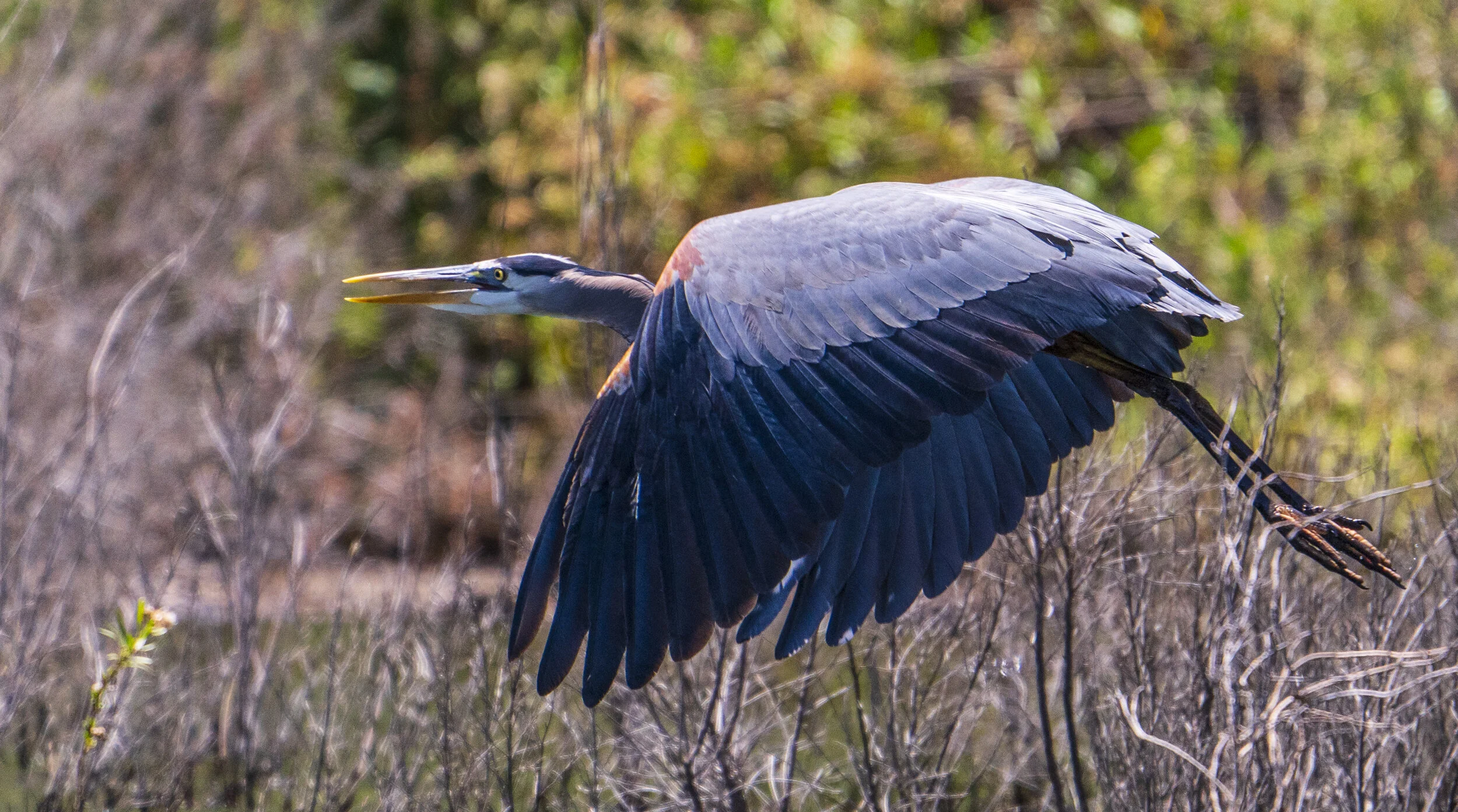 A heron in flight over dry vegetation with a blurred green background