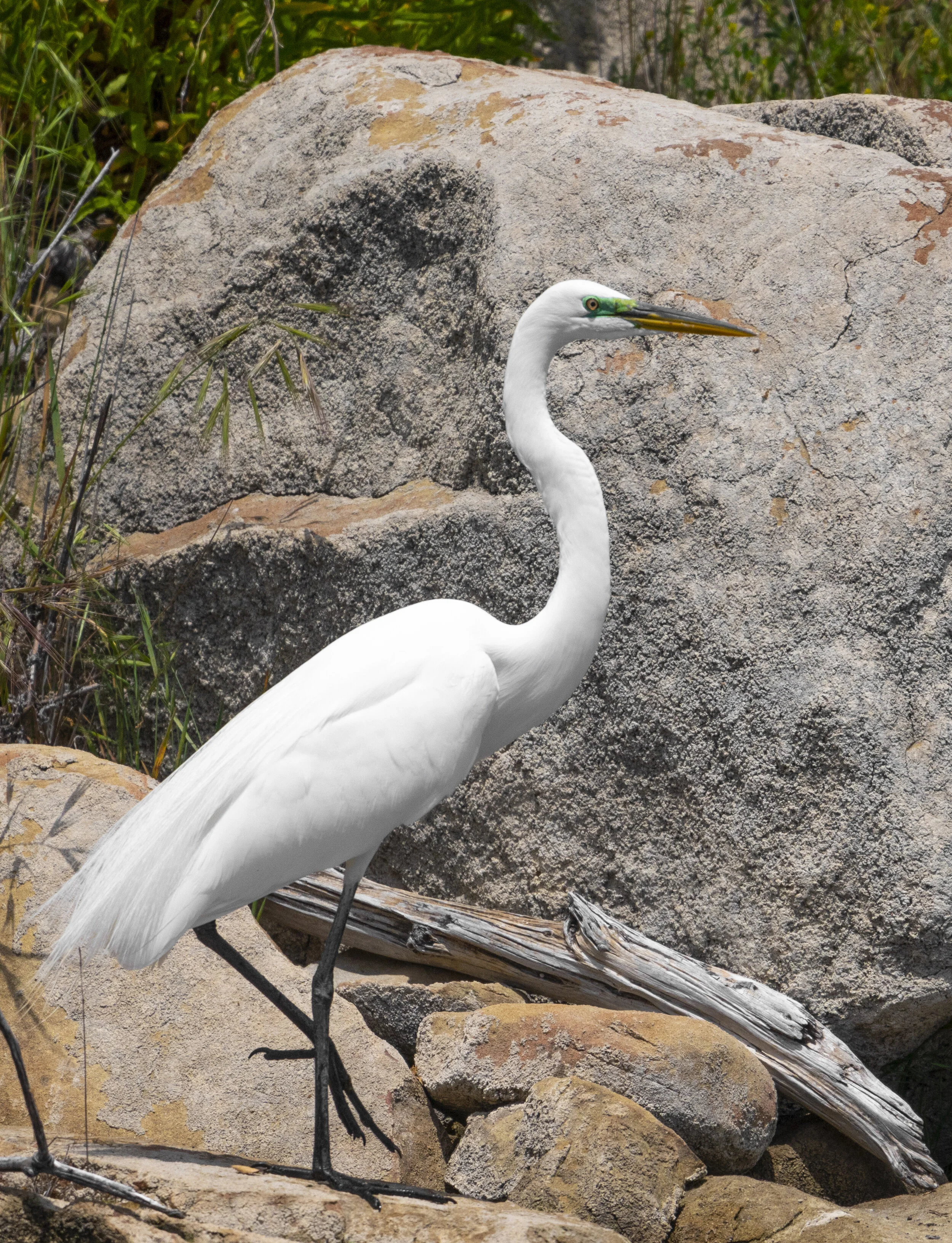 A white heron standing on rocks and dried branches with green plants in the background.