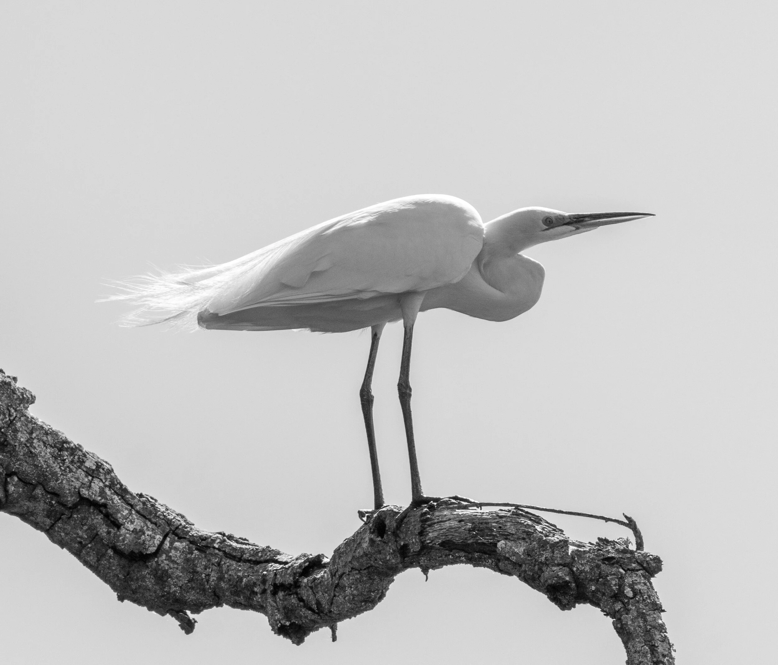 A white heron standing on a tree branch against a clear sky.