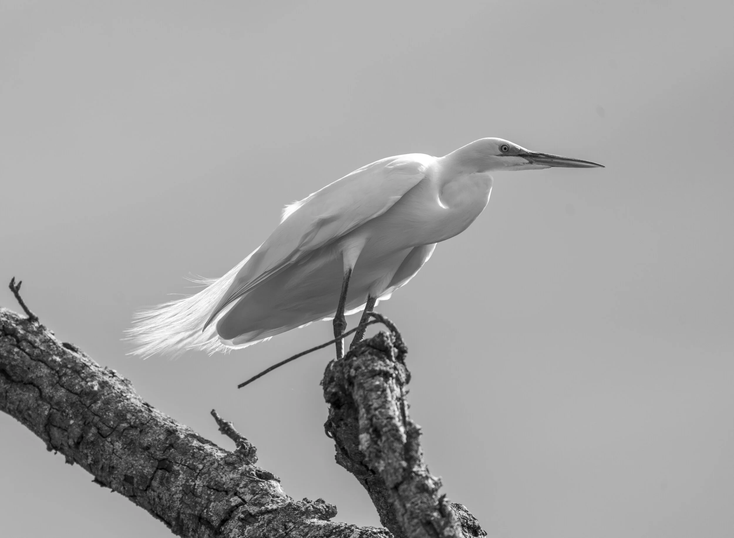 A white heron standing on a tree branch against a clear sky, captured in black and white.