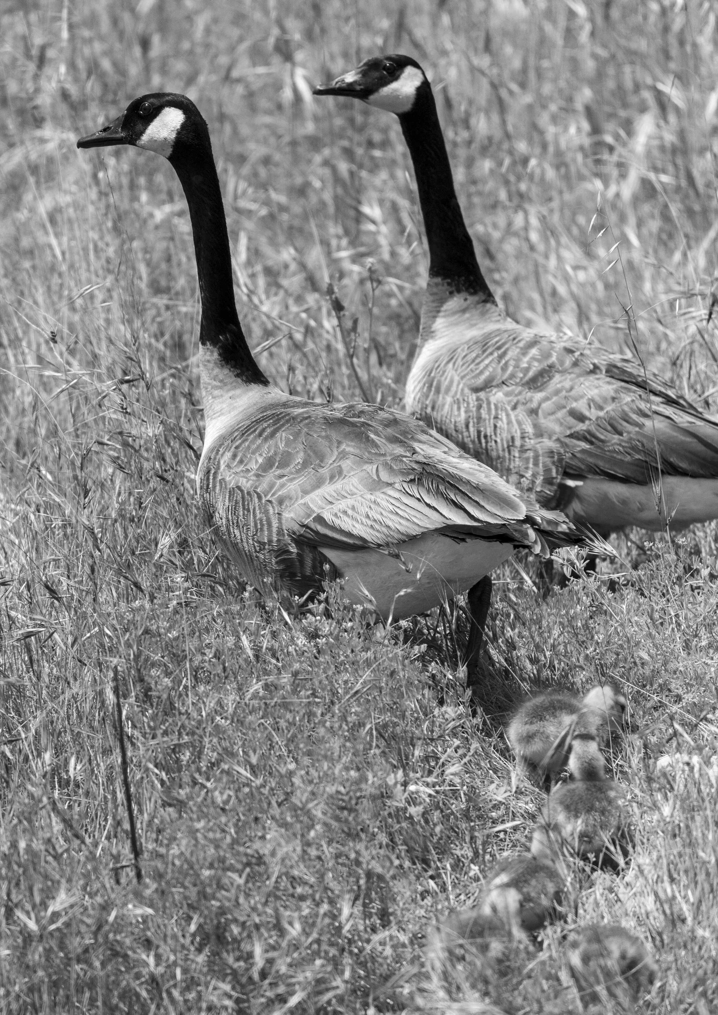 Two geese standing among tall grass, with a group of ducklings nearby.