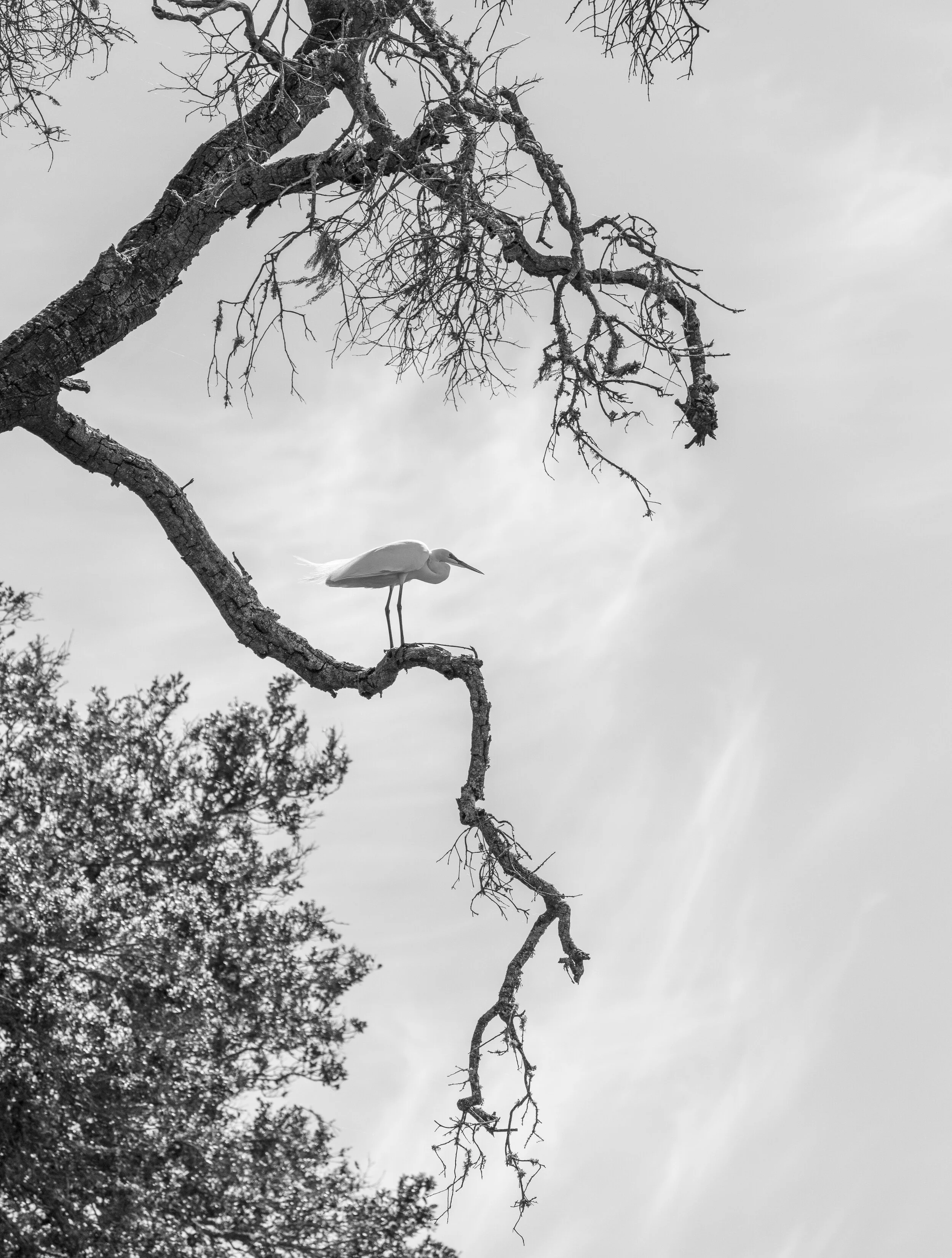 A black and white photo of a leafless tree with a bird, possibly an egret or heron, perched on a branch. The sky appears cloudy in the background.