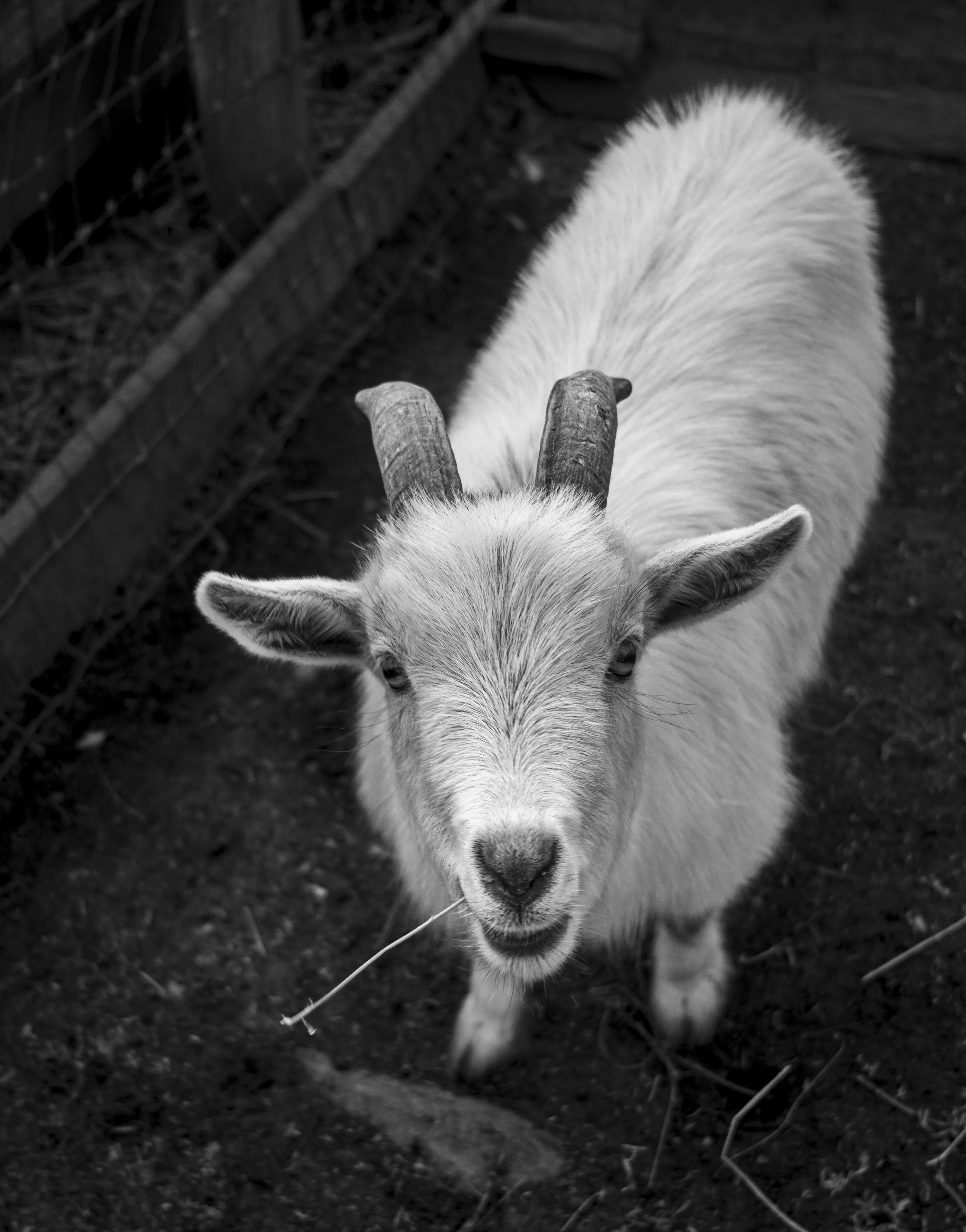 Black and white photo of a goat with curved horns, standing outdoors near a wooden fence and dirt ground.