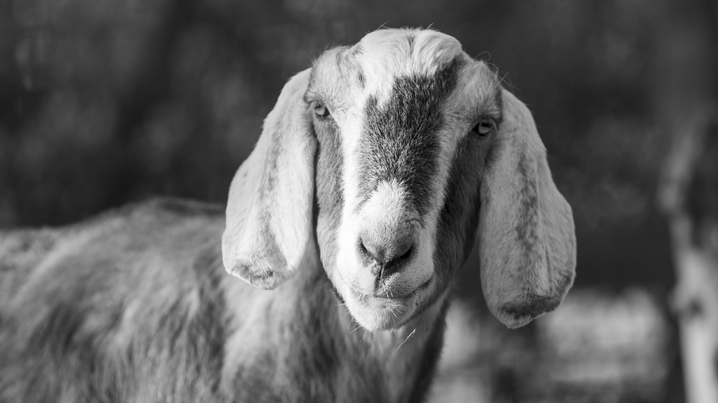 Black and white photo of a young goat with long ears and a gentle expression.