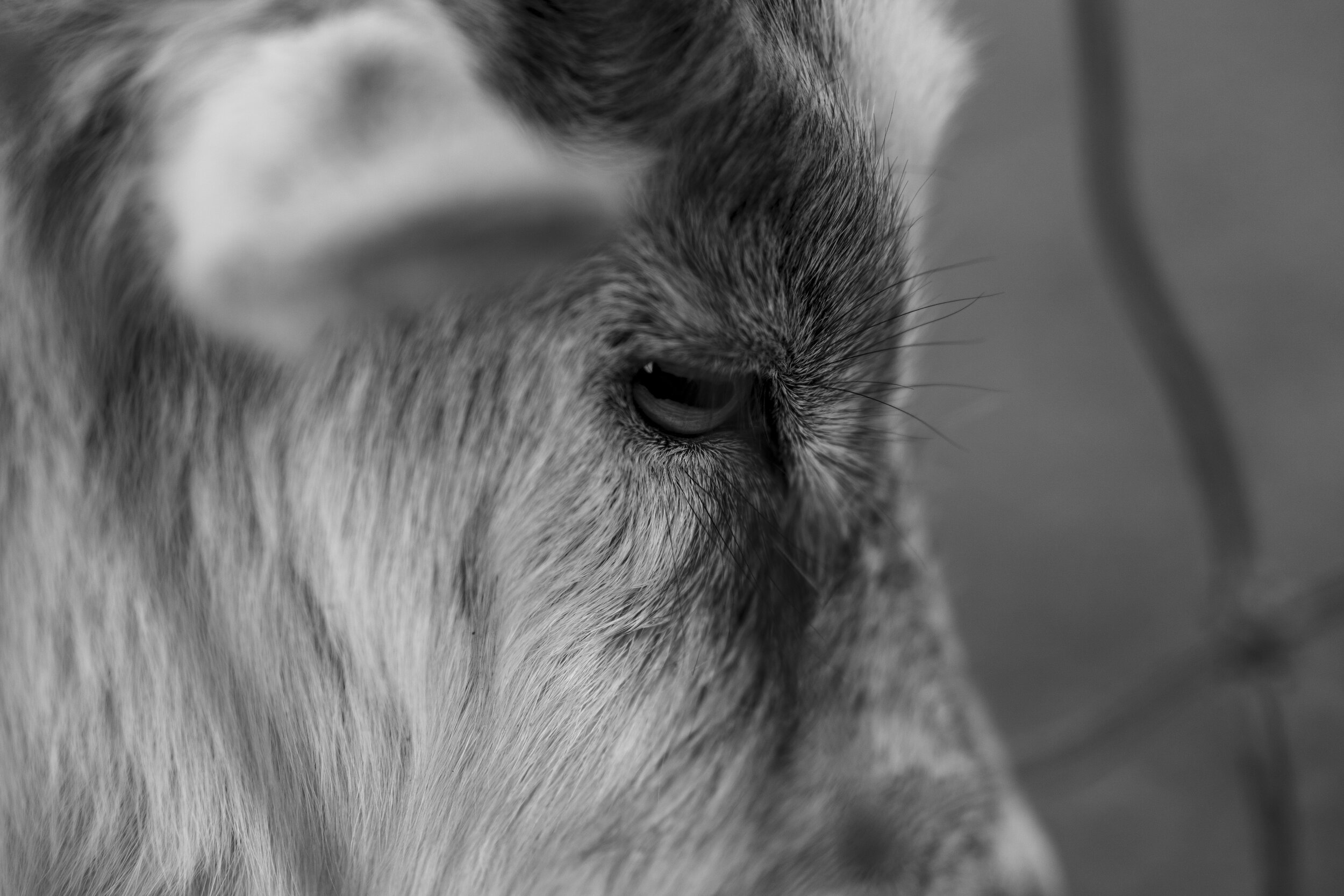 Close-up of a cat's face, showing the eye, whiskers, and fur in black and white.