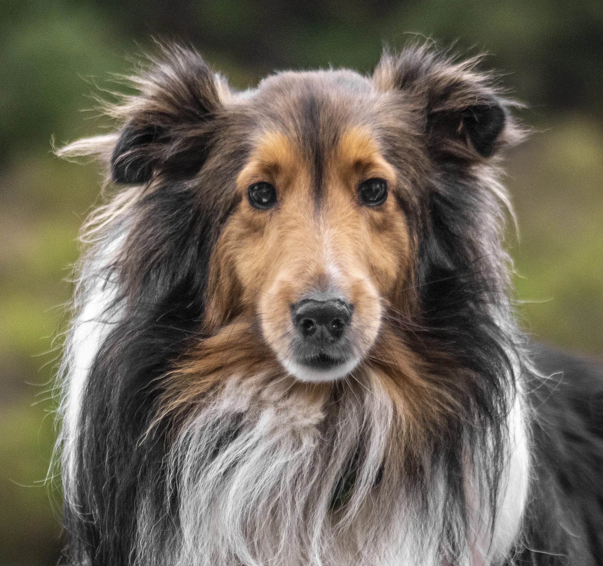 Close-up of a long-haired dog, likely an Australian Shepherd, with brown, black, and white fur, and bright eyes looking straight ahead.