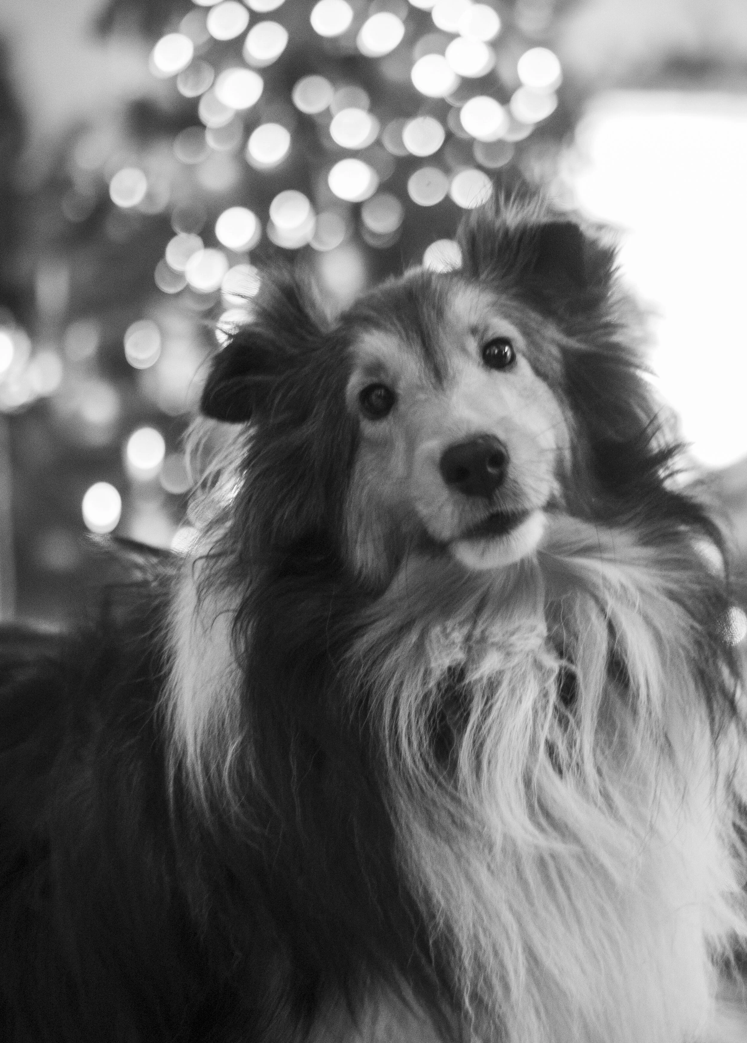 A black-and-white photo of a dog with long, fluffy fur and alert ears, looking directly at the camera with a blurred background of circular bokeh lights.