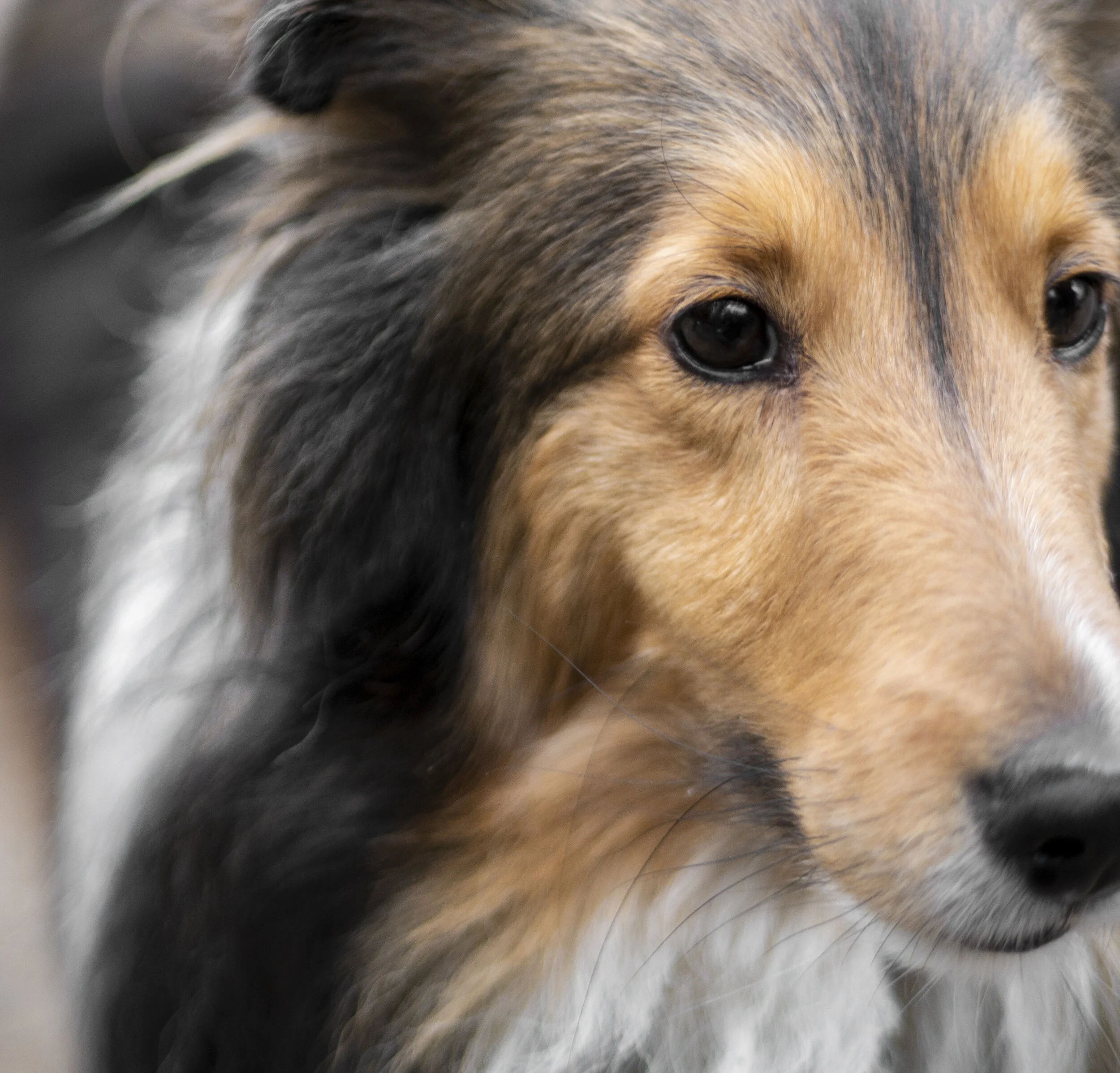 Close-up of a dog's face, showing its eyes, nose, and part of its ear with a blurred background.