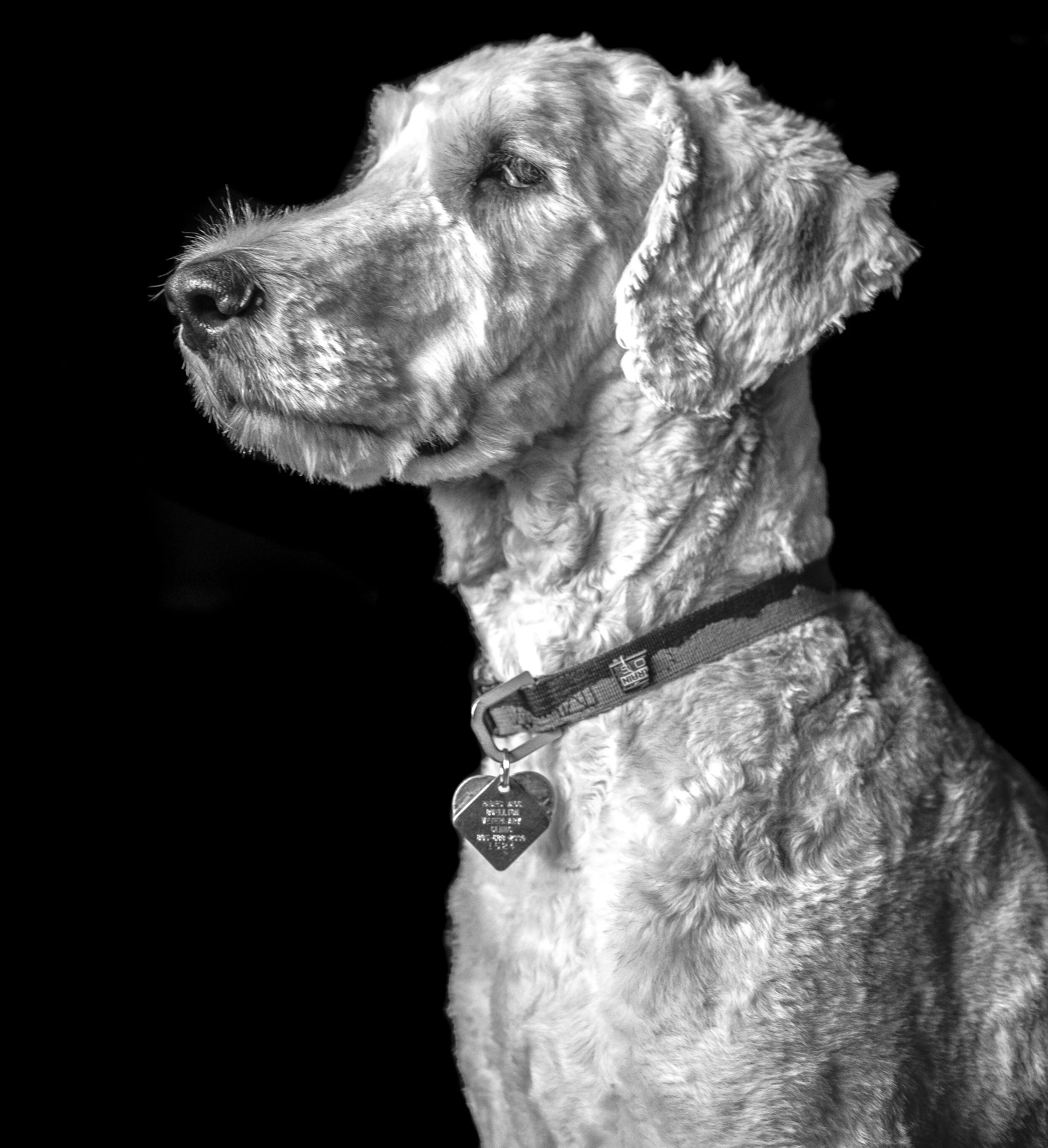 A black and white portrait of a dog with a collar and tags, looking to the left against a dark background.