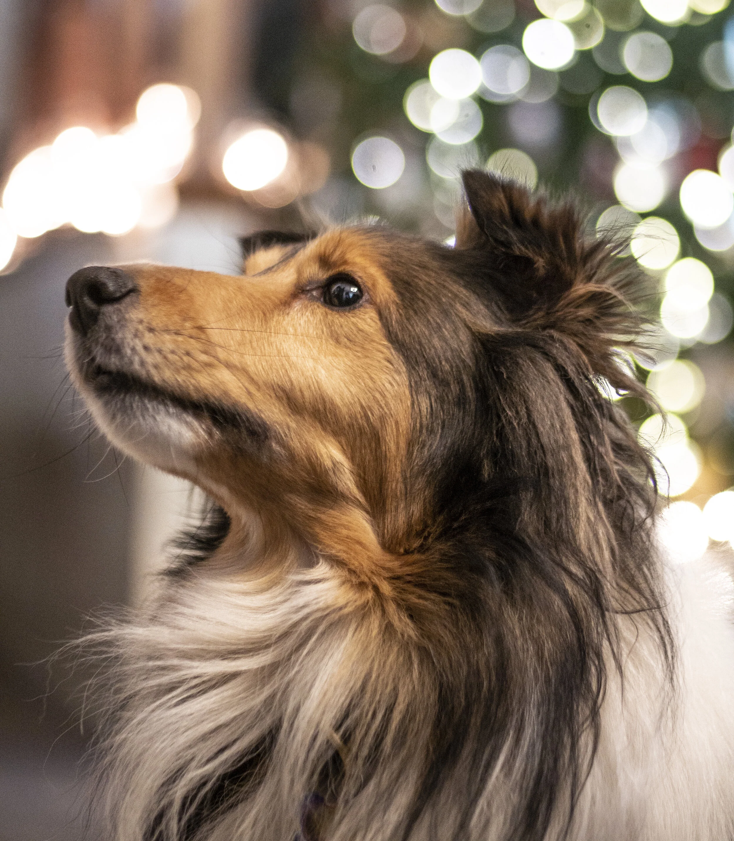 Close-up of a dog's face, focusing on its nose, eyes, and fur, with blurred festive lights in the background.