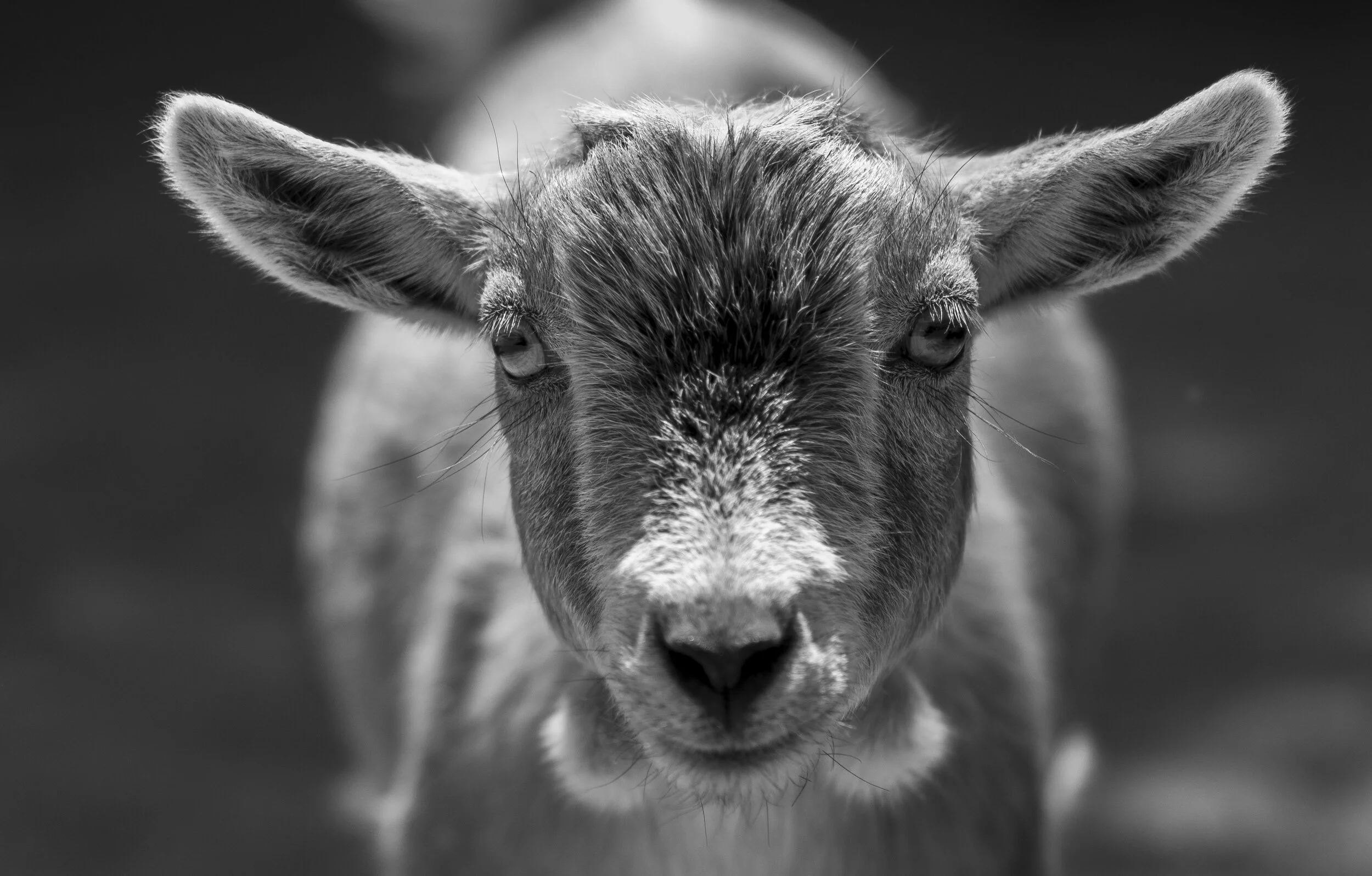 Close-up black and white photo of a goat's face with large ears and detailed fur.