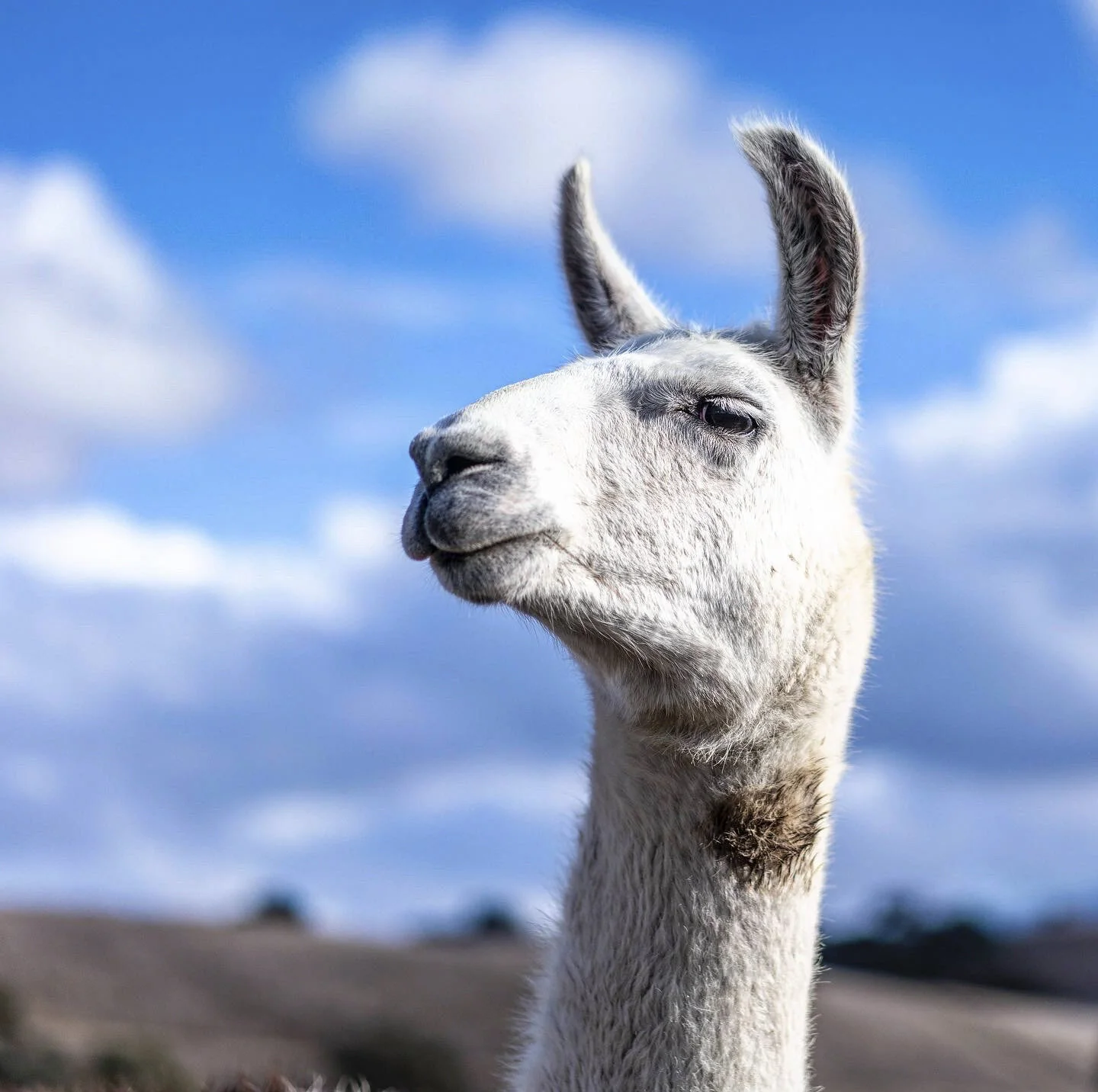Close-up of a white llama with large ears against a blue sky with clouds.