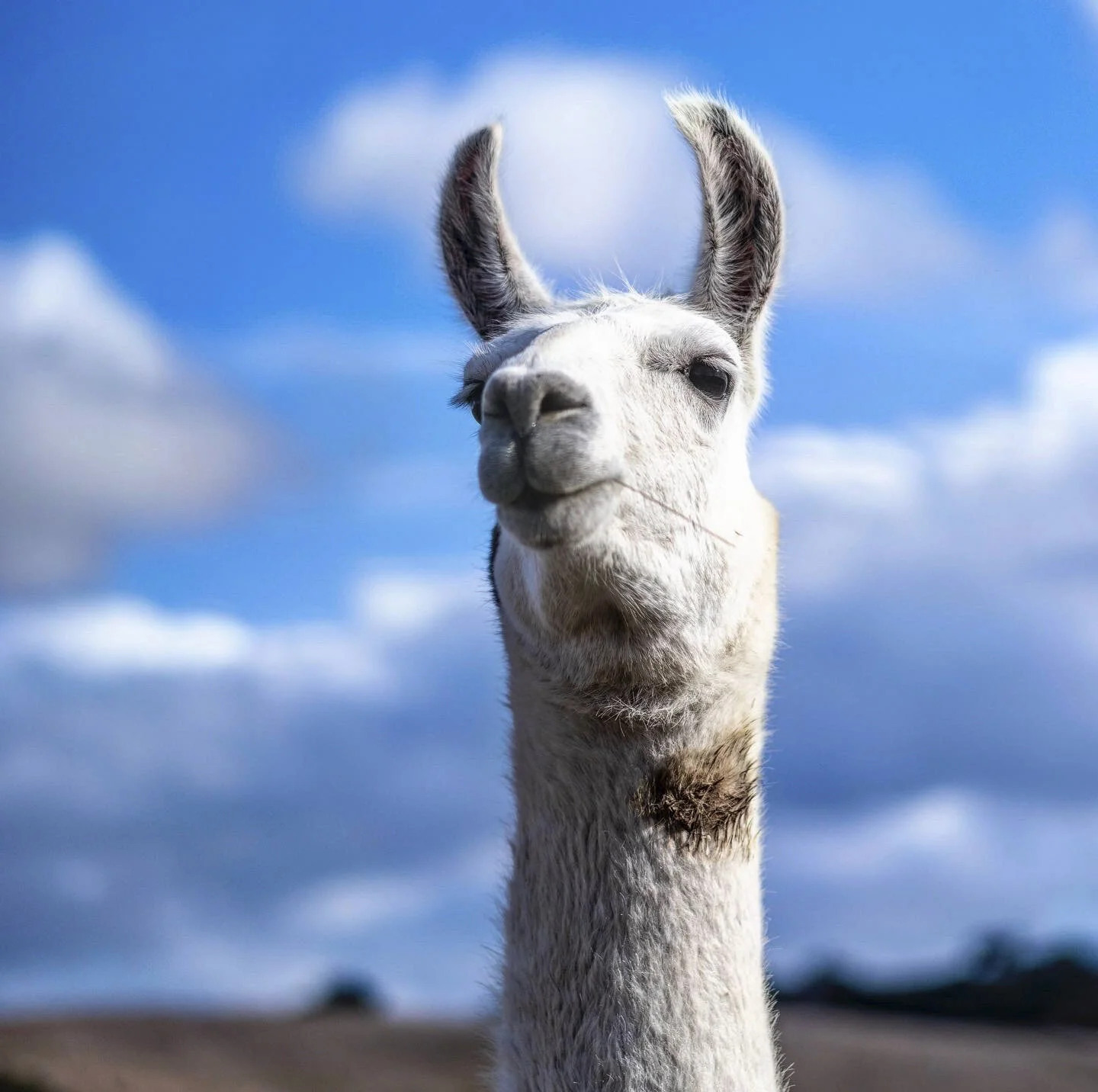 Close-up of a llama's face and neck, looking at the camera, against a cloudy blue sky.