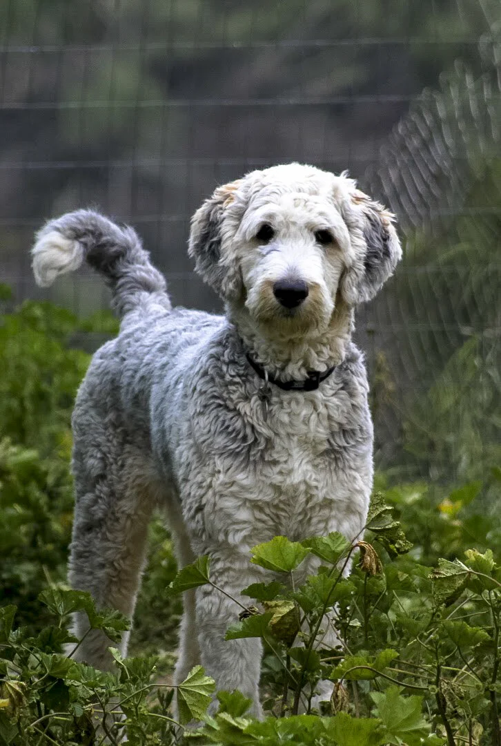 A curly-haired, multicolored adventure dog standing outdoors among green foliage with a wire fence in the background.
