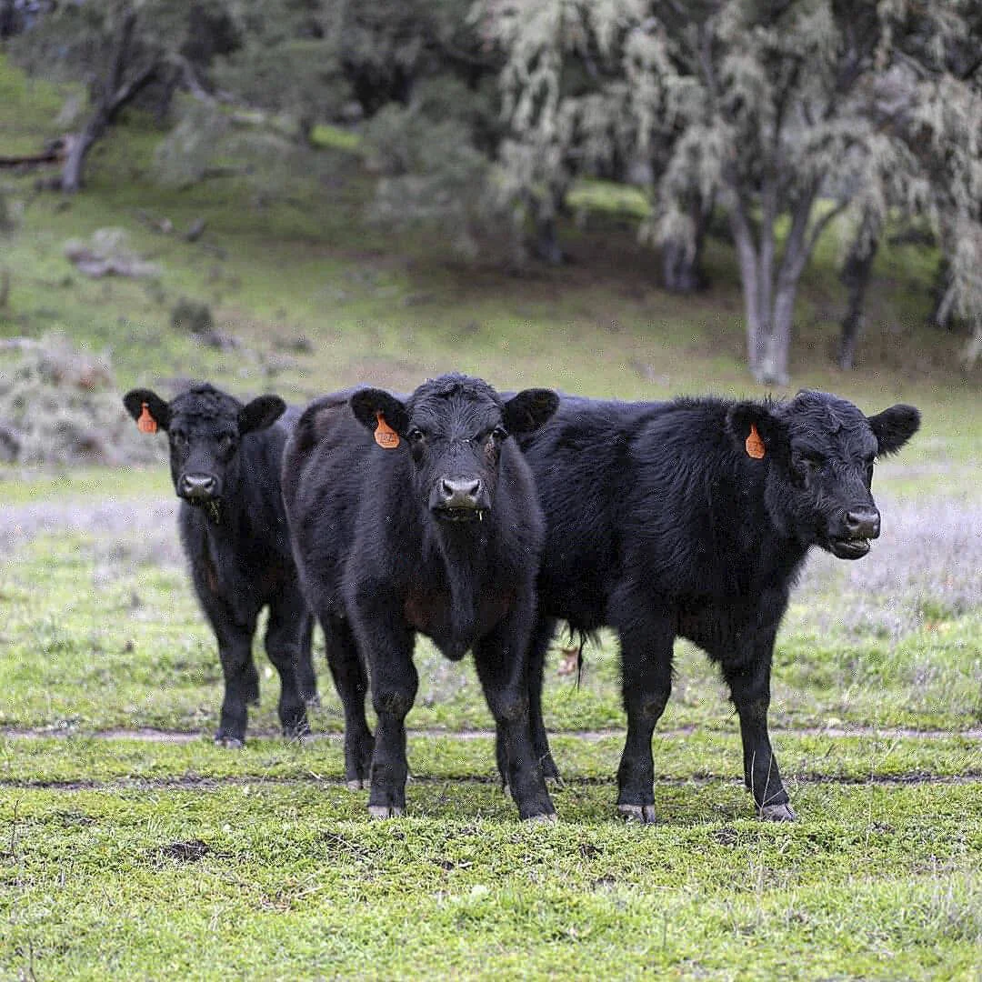 Three black calves standing on grassy land with trees in the background.