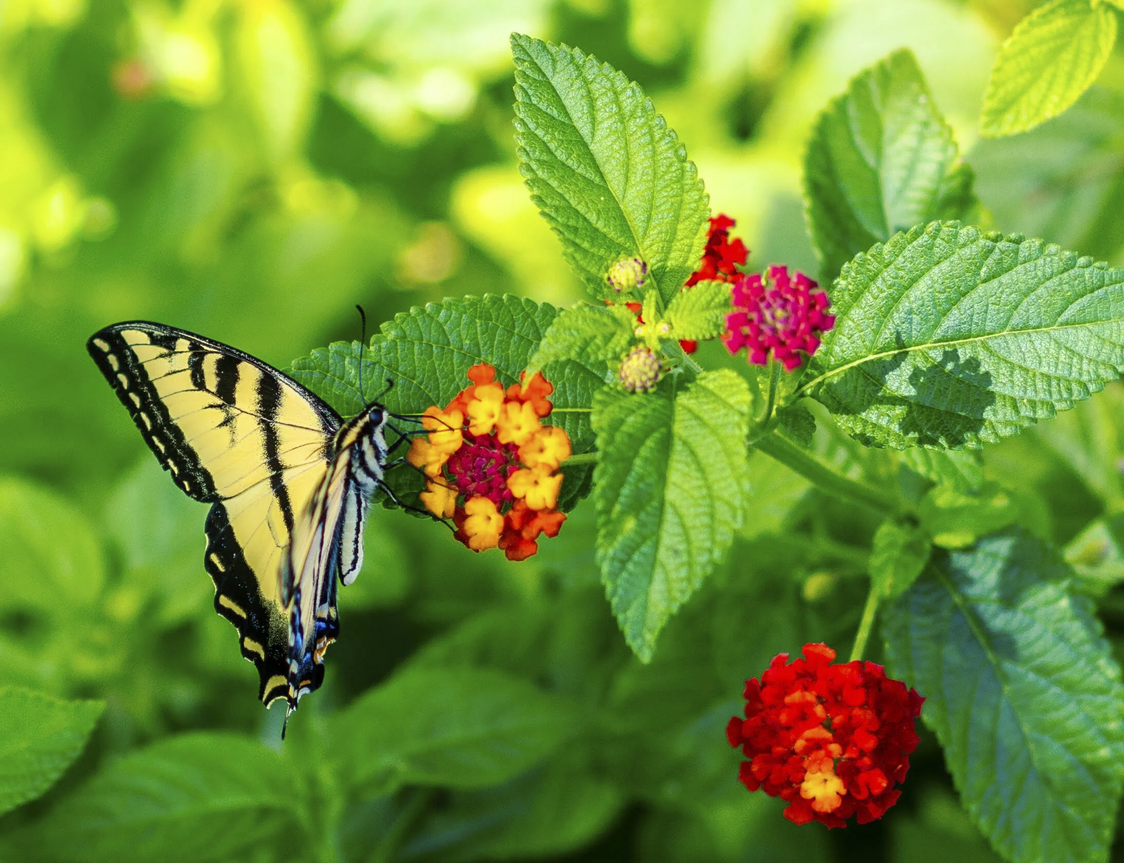 A butterfly with black and yellow wings perched on a cluster of small, colorful flowers, surrounded by green leaves.