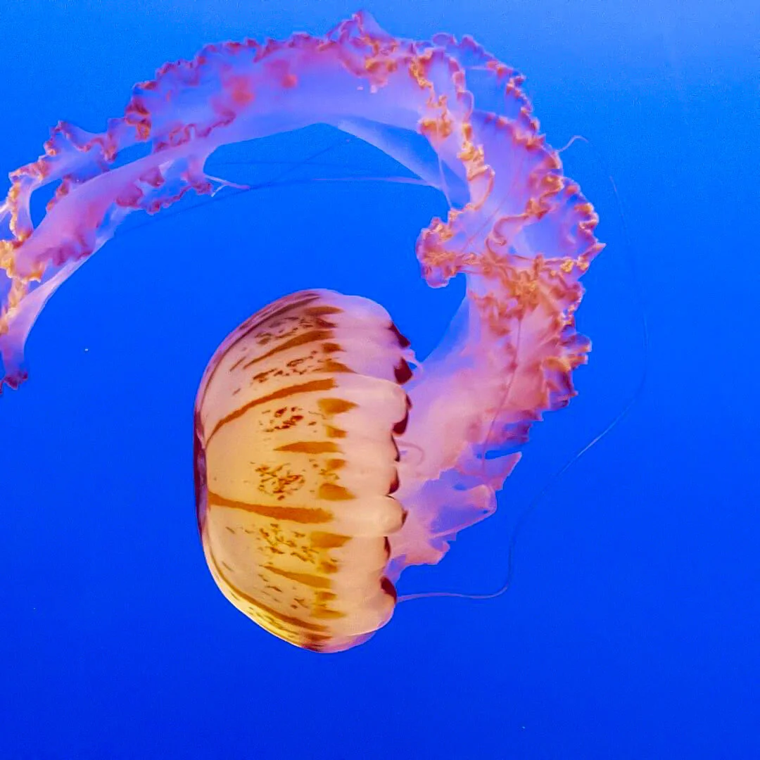 Colorful jellyfish floating in blue water