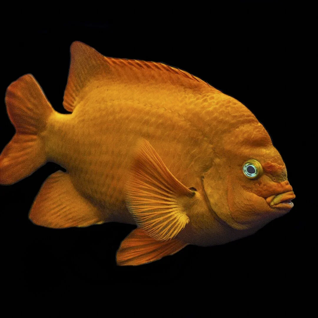Orange fish with prominent fins swimming against a black background.