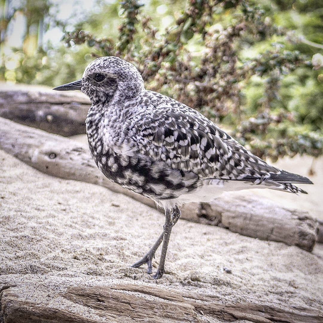 A black and white spotted bird standing on sandy ground with a piece of driftwood and green foliage in the background.