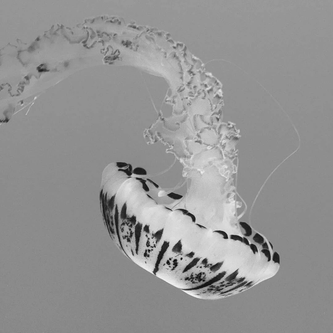 A jellyfish floating in the water with a transparent bell and long, flowing tentacles.
