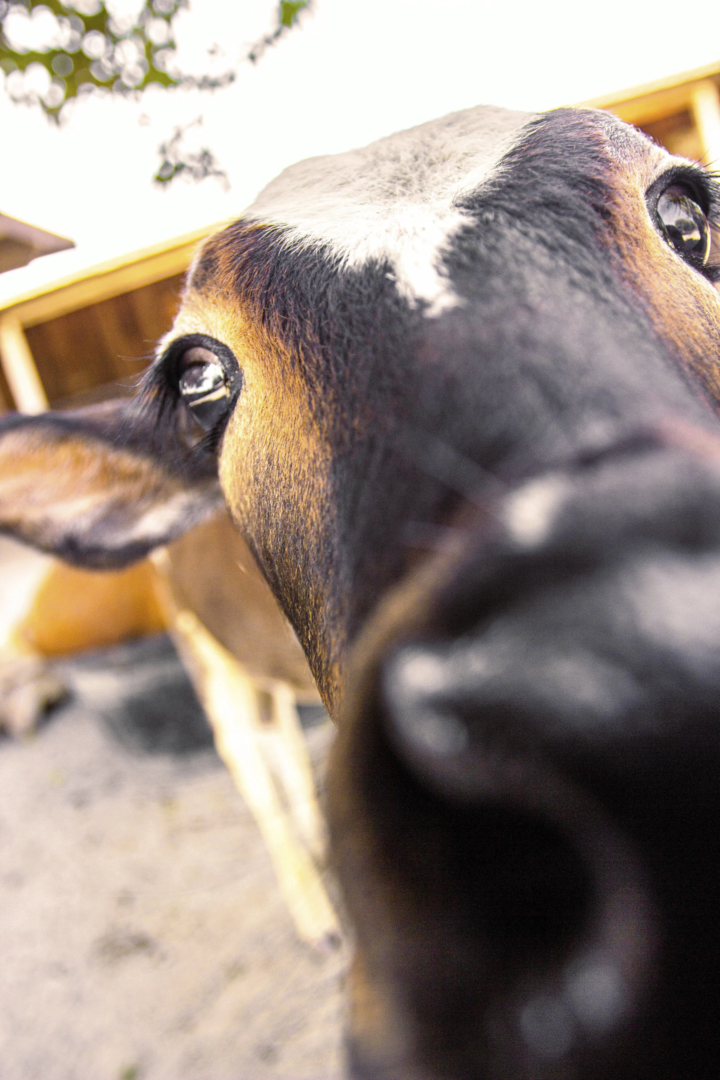 Close-up of a cow's face, showing eyes, nose, and markings, with a farm or barn in the background.