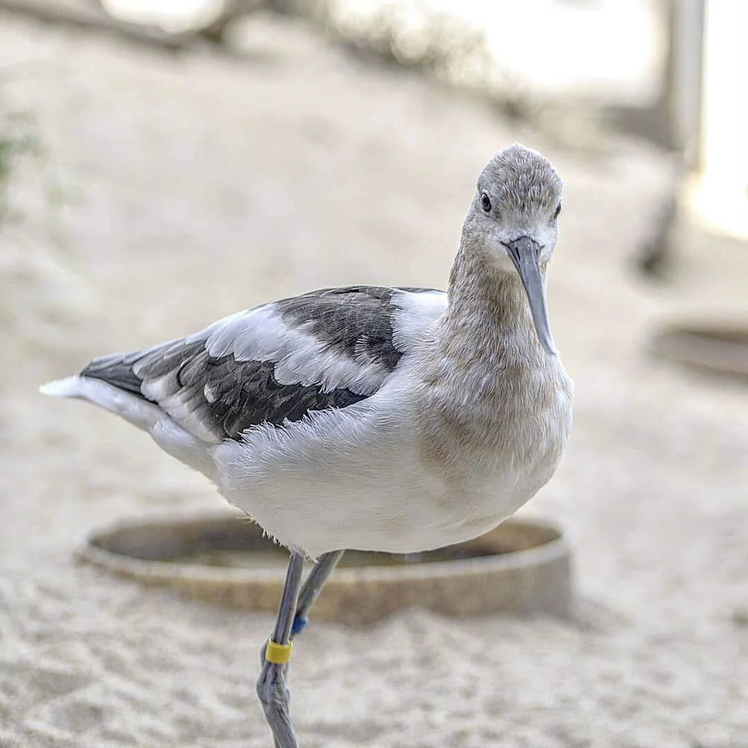A juvenile bird standing on a sandy surface, with a band on its leg and a round feeding dish in the background.
