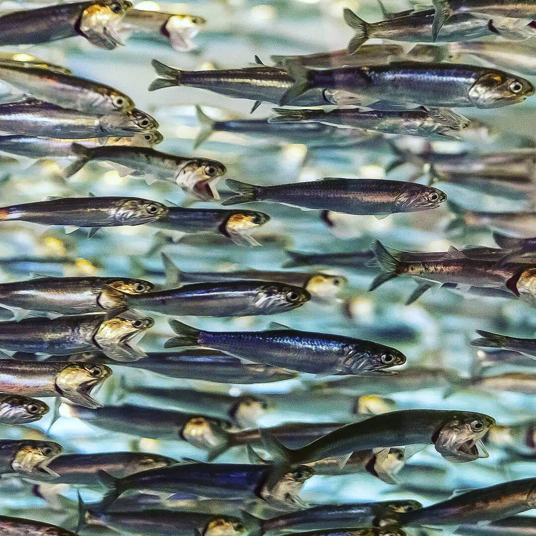 A school of small, silver fish swimming underwater.