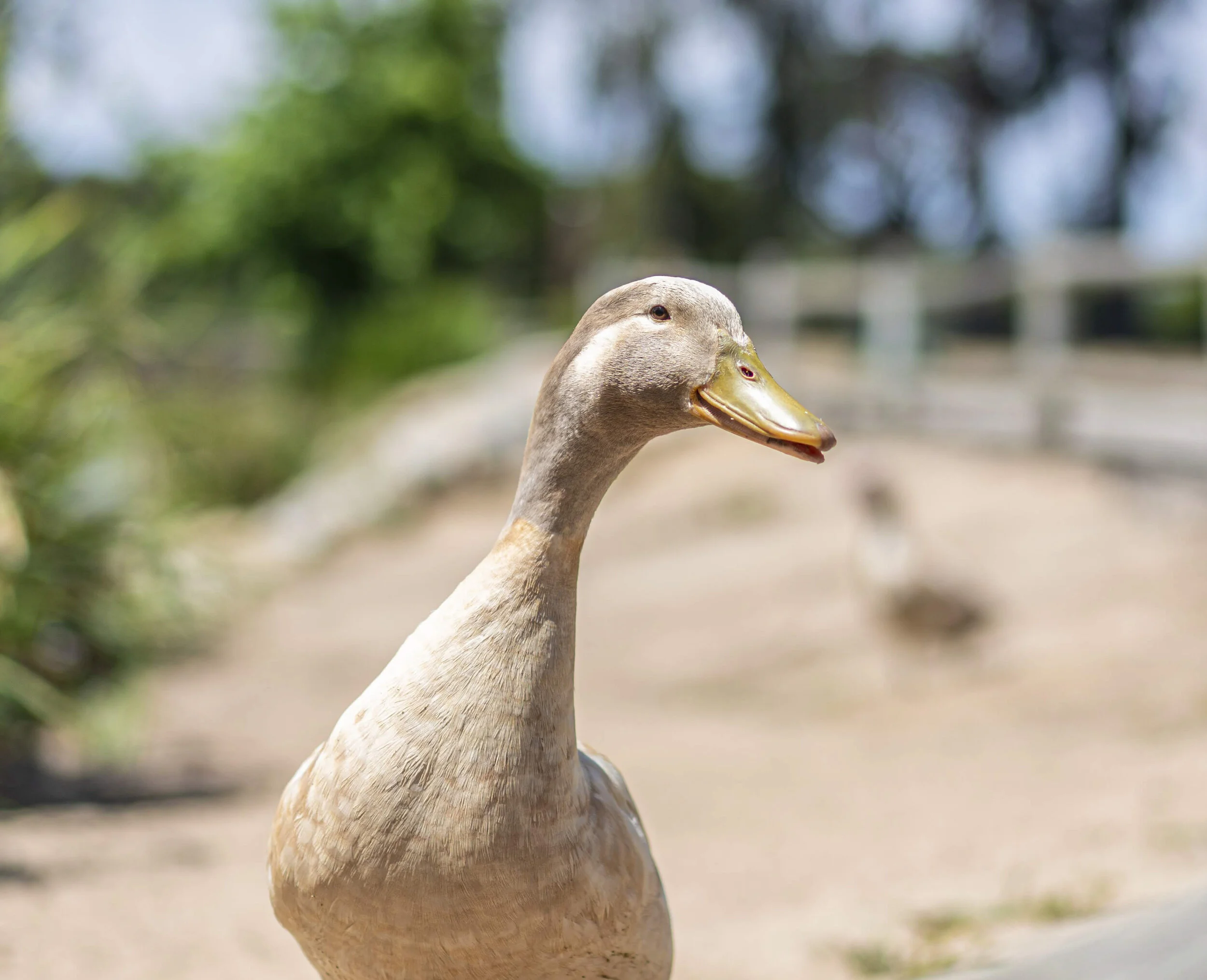 Close-up of a duck's head, showing its beak and eye, with a blurred background of natural outdoor setting.