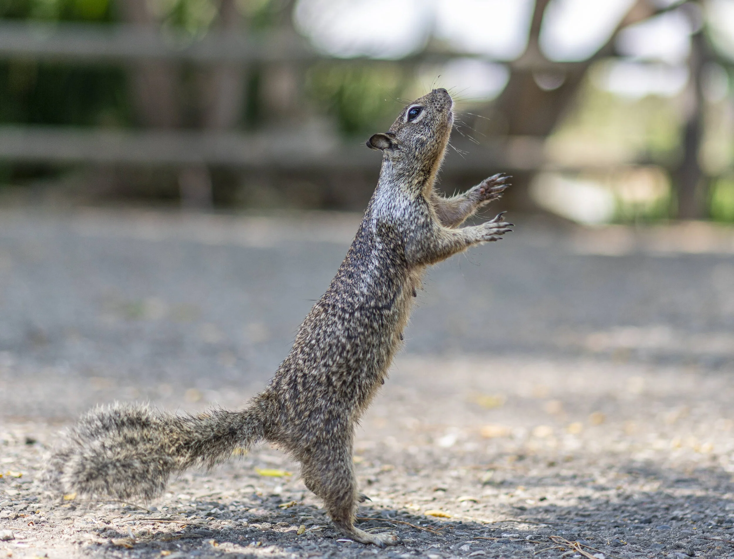 A squirrel standing on its hind legs on a gravel ground, looking upwards with its front paws slightly raised, with a blurred background of trees and greenery.
