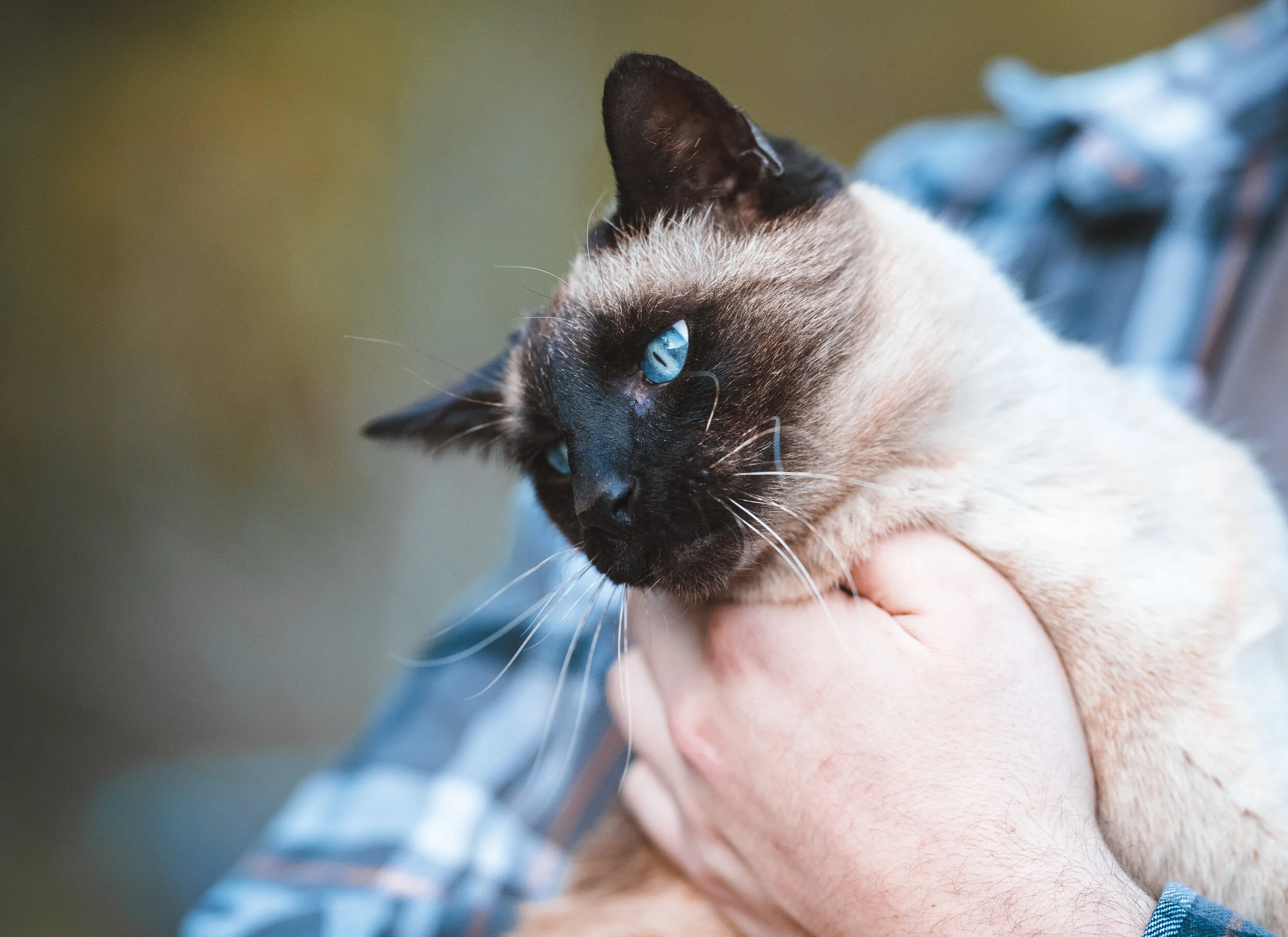 Close-up of a Siamese cat with blue eyes resting on a person's shoulder, person wearing a blue and white checkered shirt.