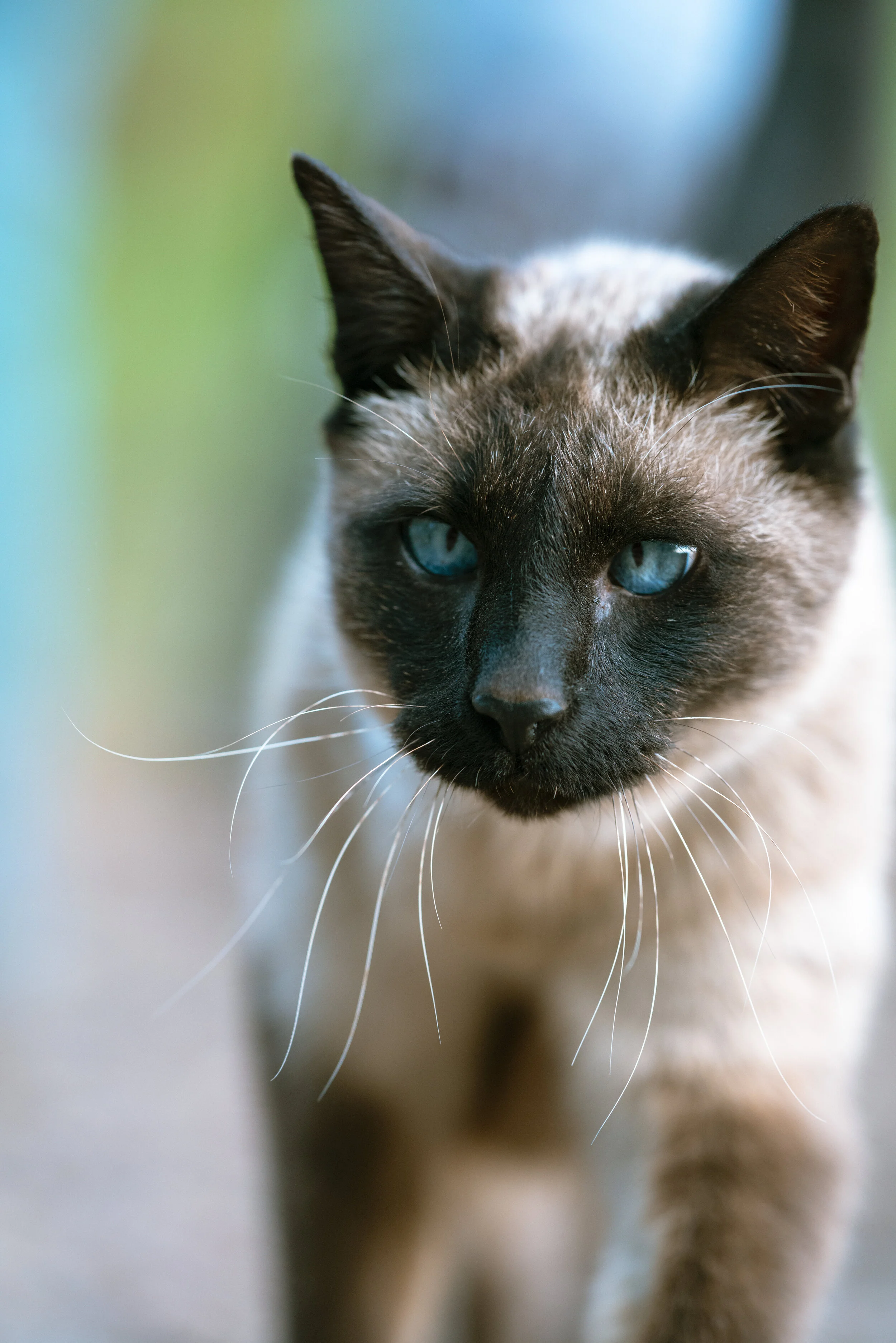 Close-up of a Siamese cat with striking blue eyes, showing its face and ears with a blurred background.