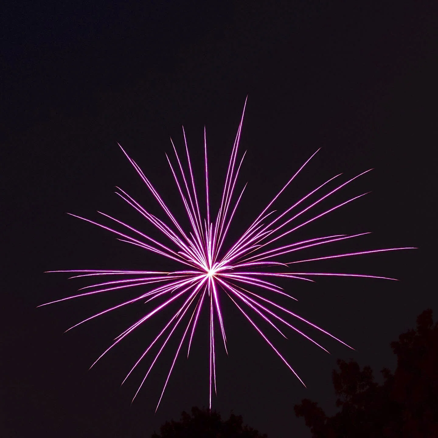 Pink fireworks exploding in the night sky with silhouetted trees at the bottom