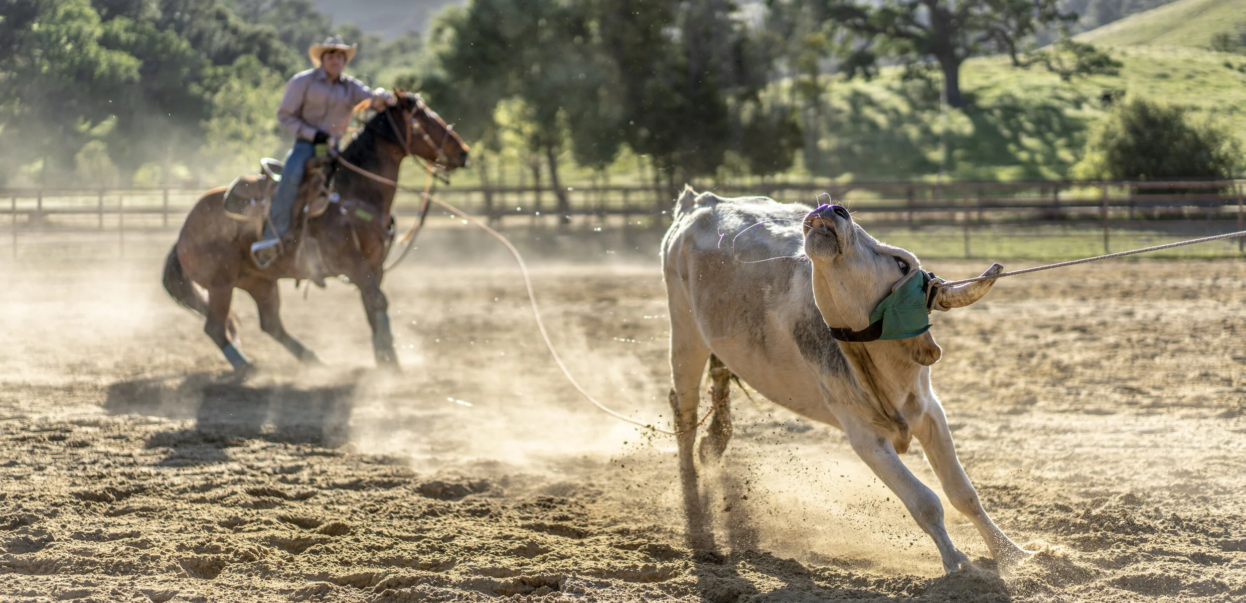 A person wearing a cowboy hat riding a horse, herding a calf on a dusty ranch or farm.