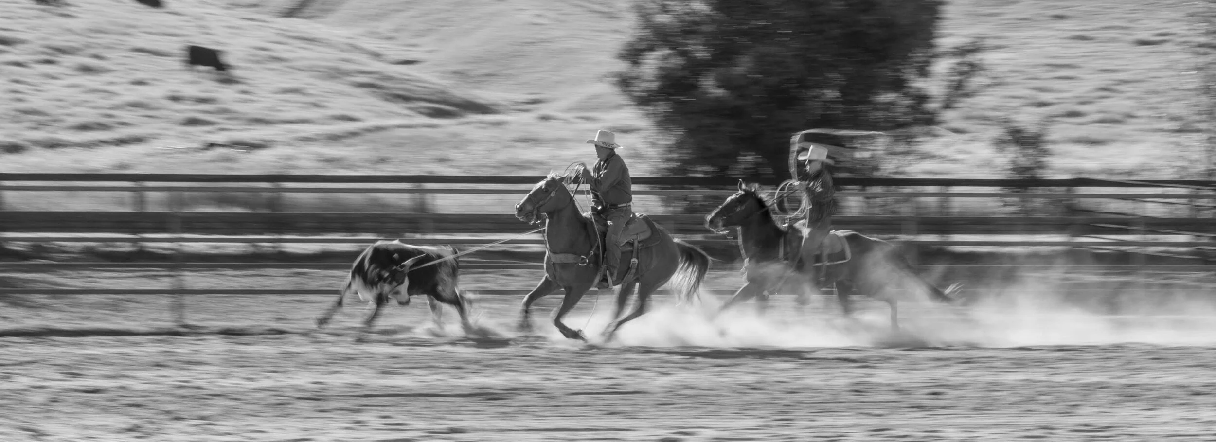 Black and white photo of two cowboys riding horses at full speed in a dusty outdoor arena, herding cattle.